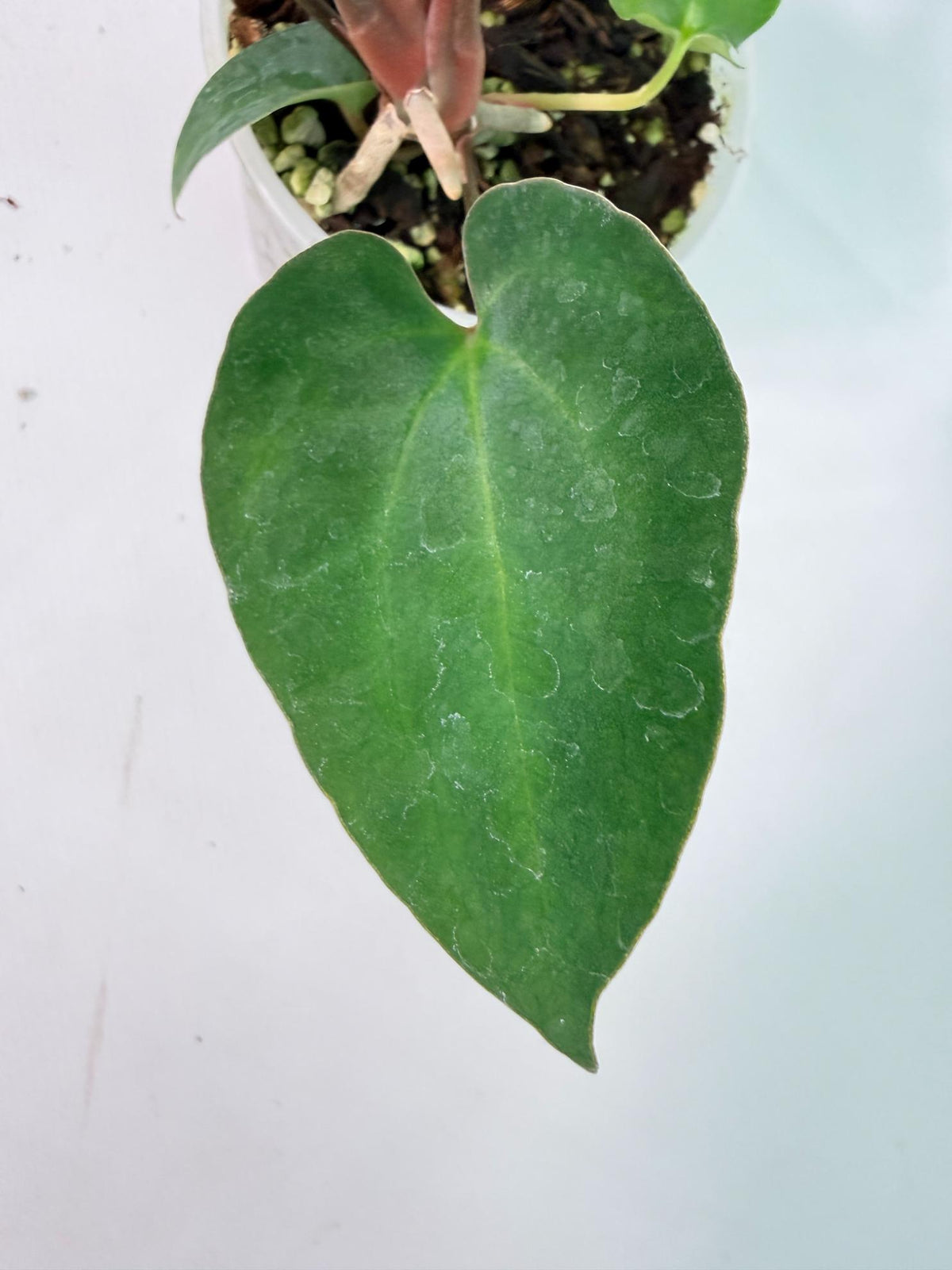 Anthurium Ace of Spades 07