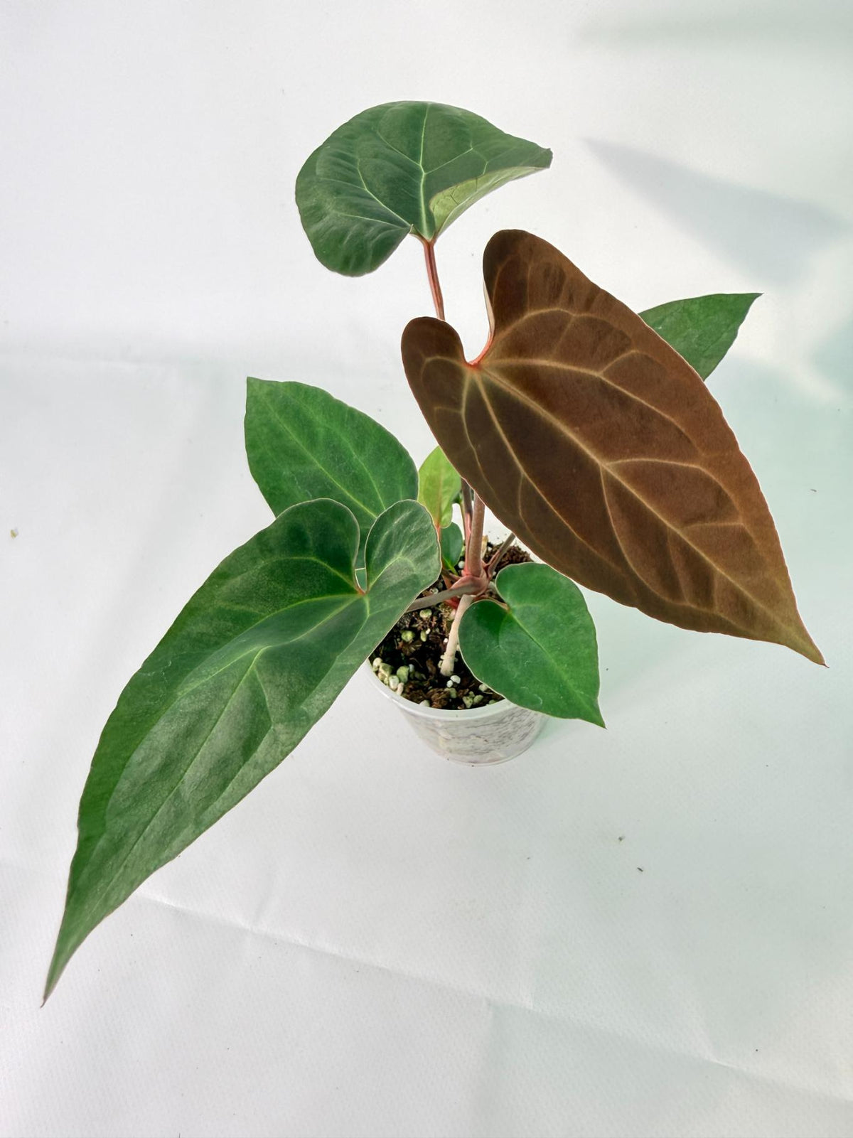 Anthurium Ace of Spades 08