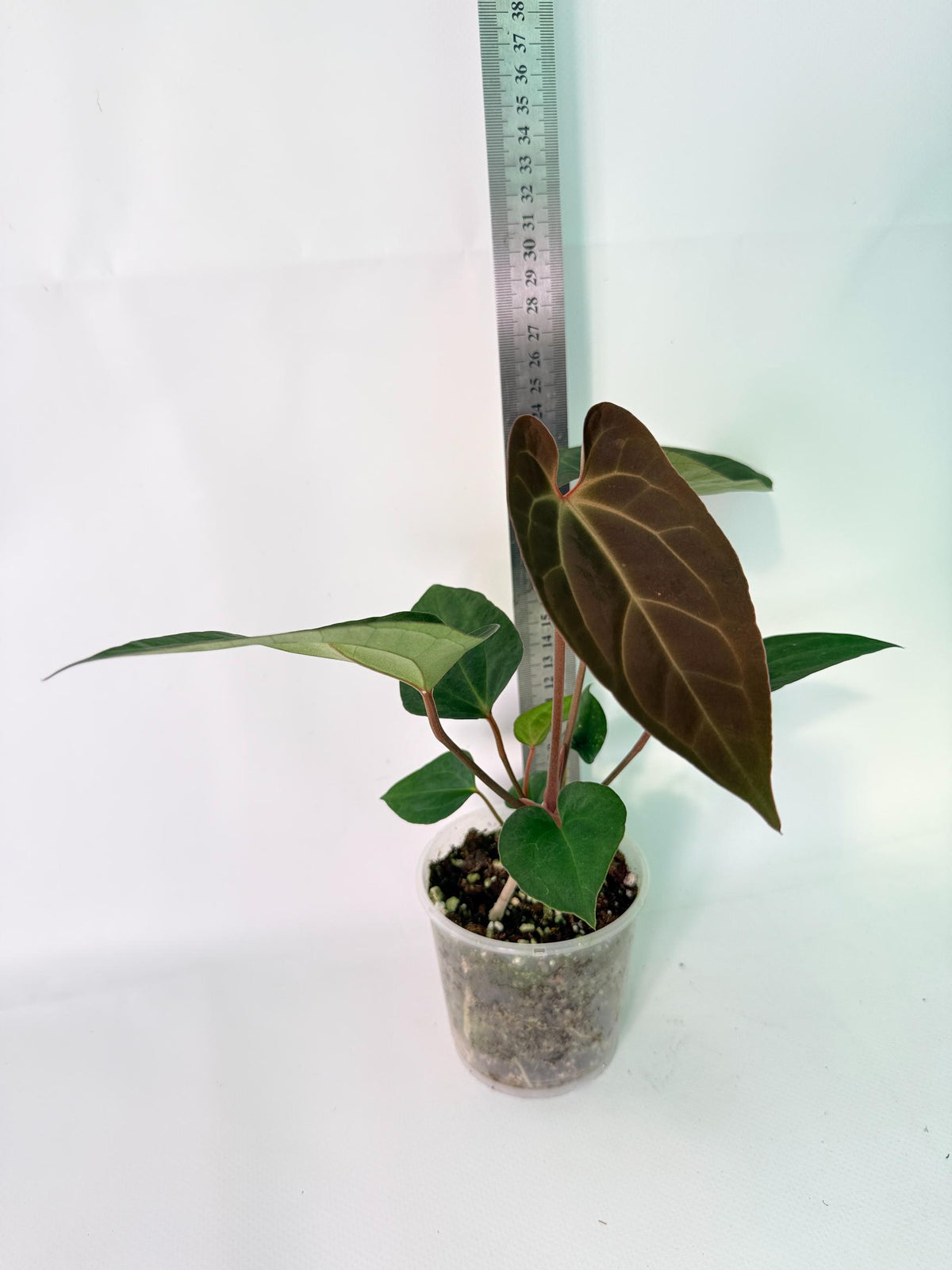 Anthurium Ace of Spades 09