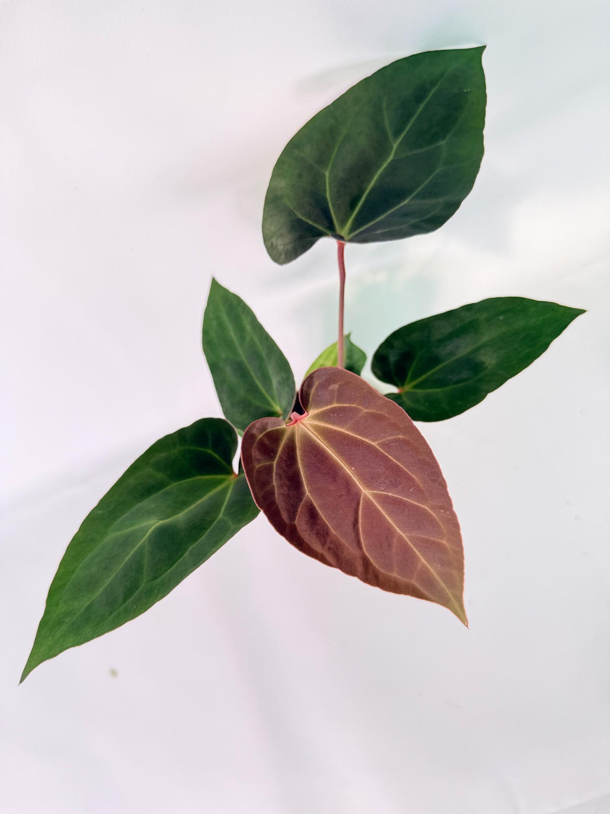 Anthurium Ace of Spades 01