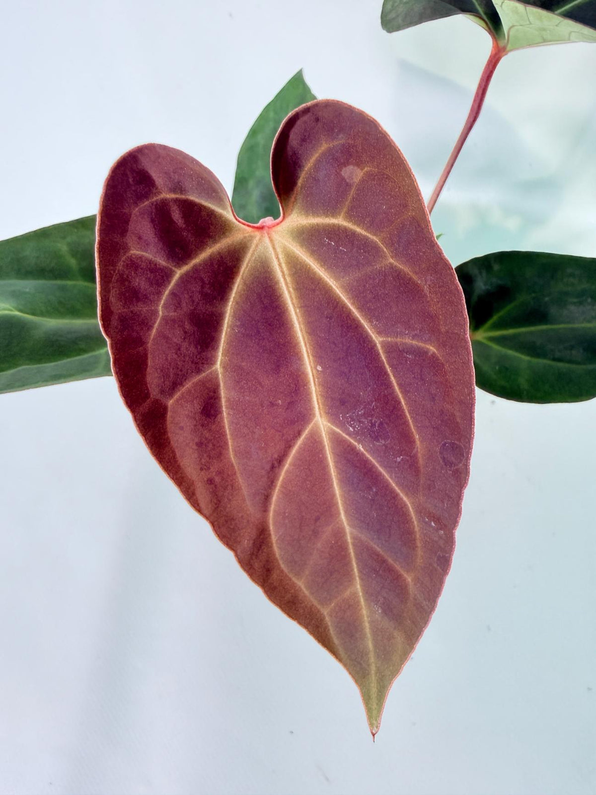 Anthurium Ace of Spades 02