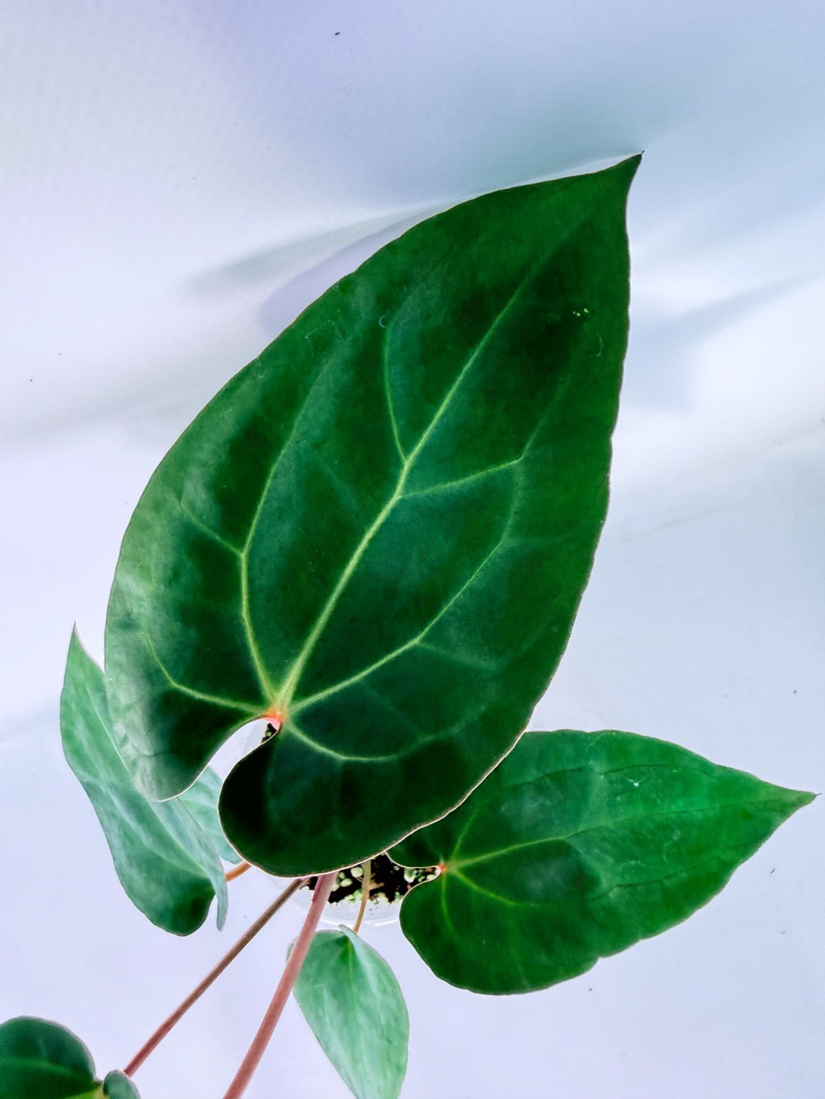Anthurium Ace of Spades 03