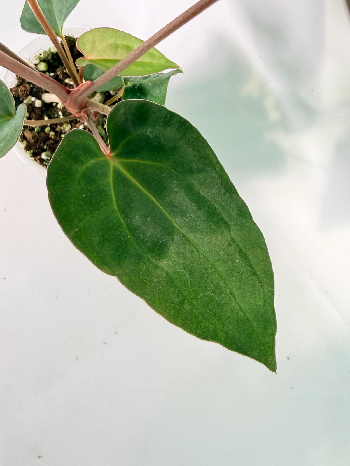 Anthurium Ace of Spades 04