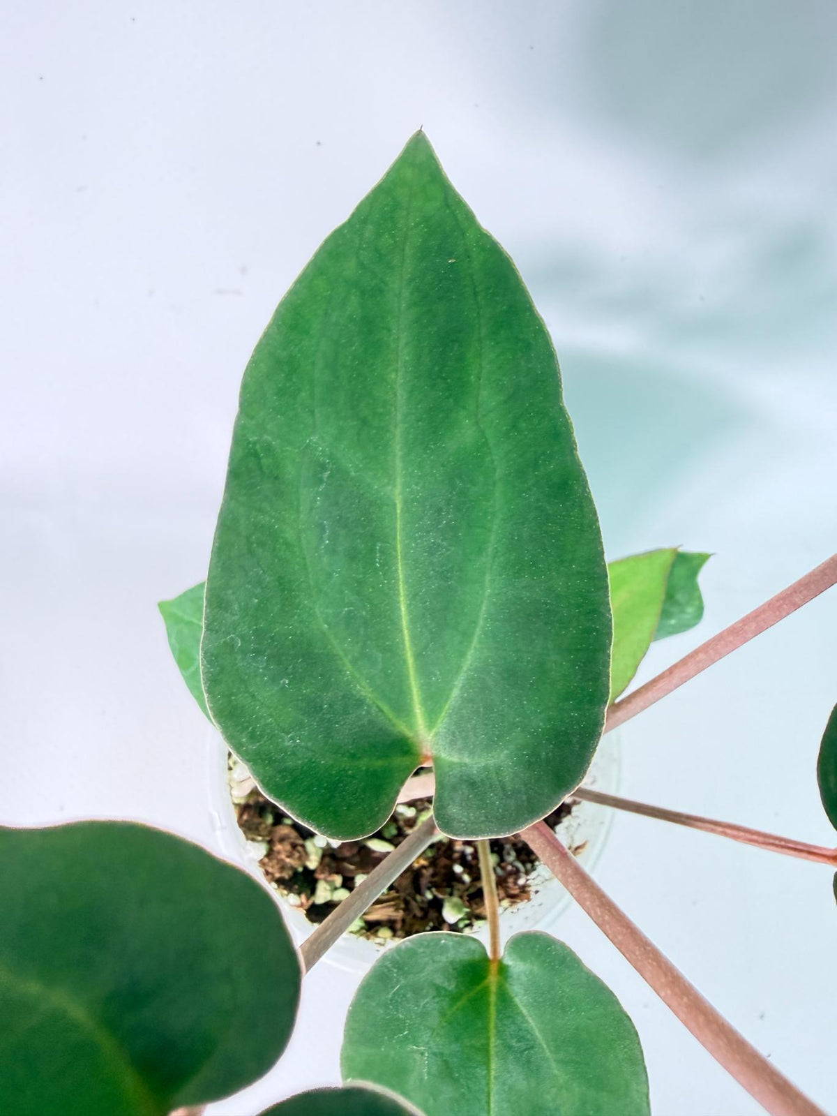 Anthurium Ace of Spades 006