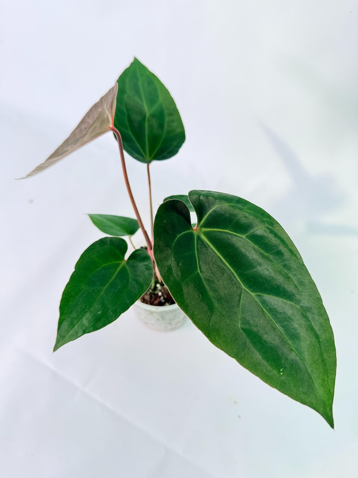 Anthurium Ace of Spades 07