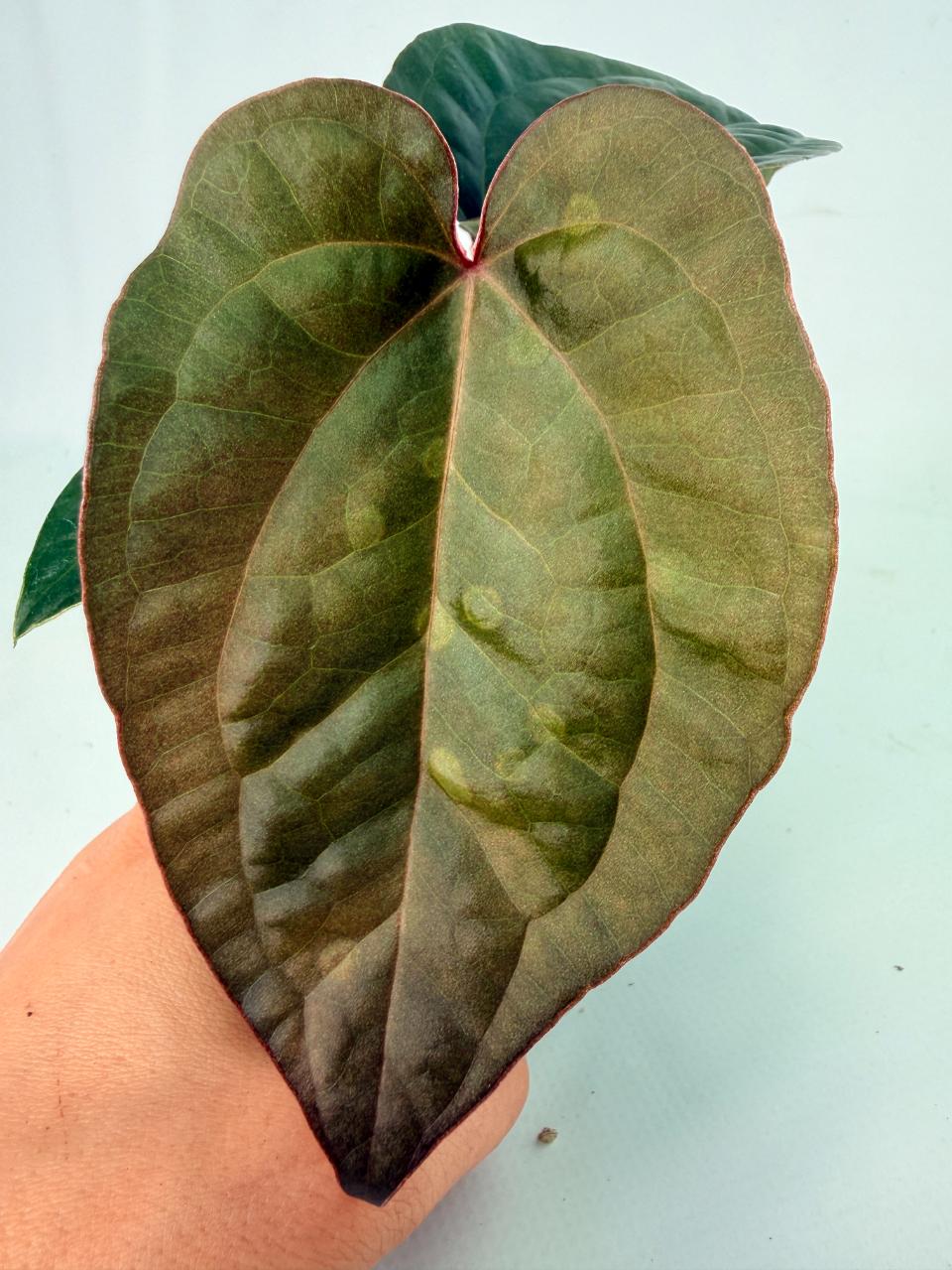 Anthurium Ace of Spades x Luxurians 8