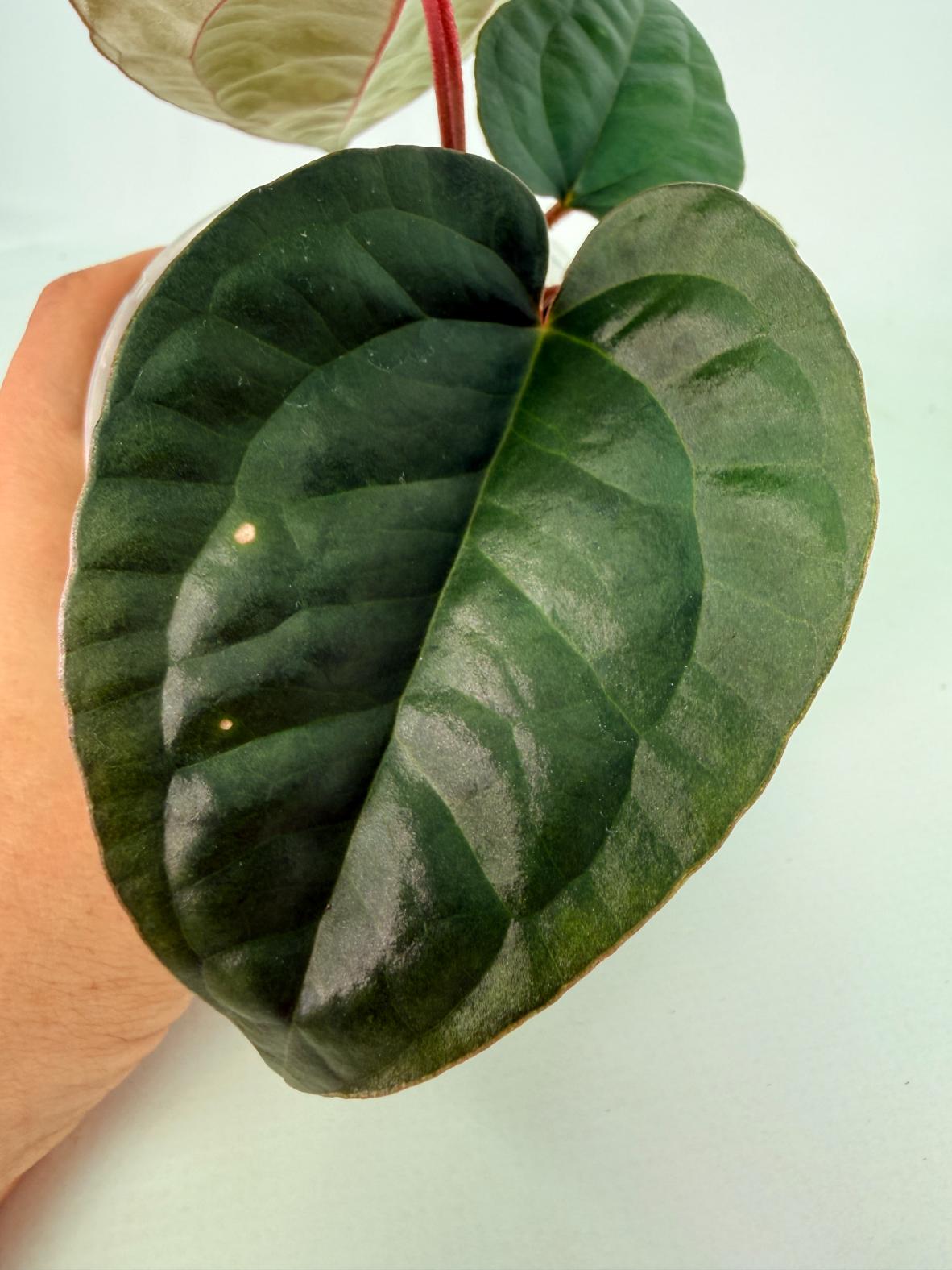 Anthurium Ace of Spades x Luxurians 9