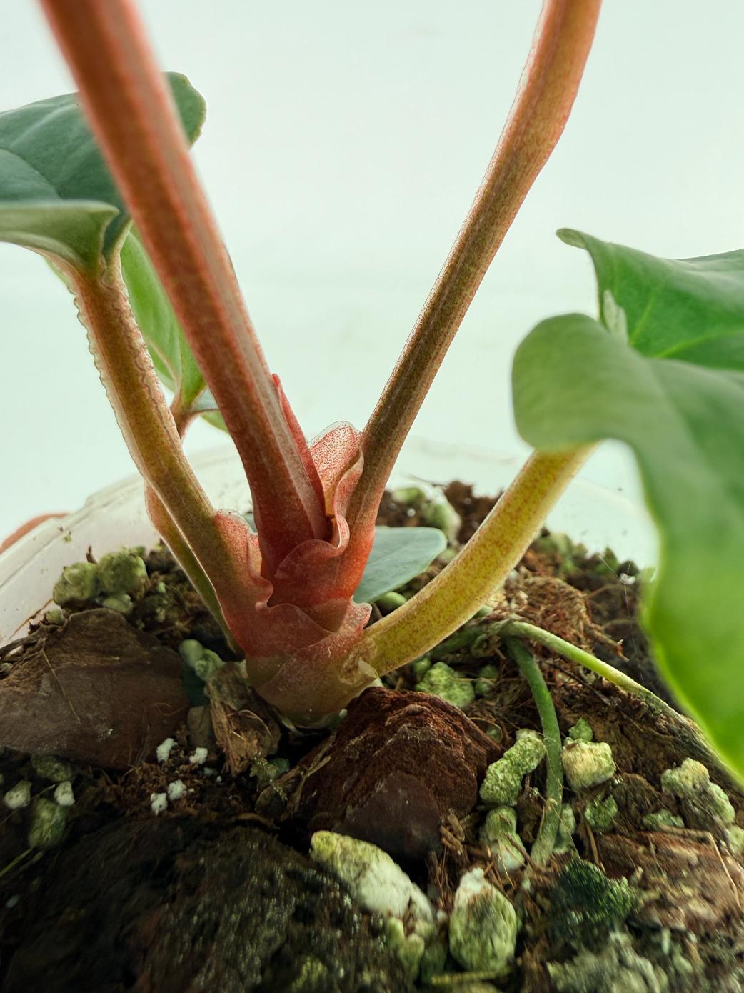 Anthurium Ace of Spades x Luxurians 10