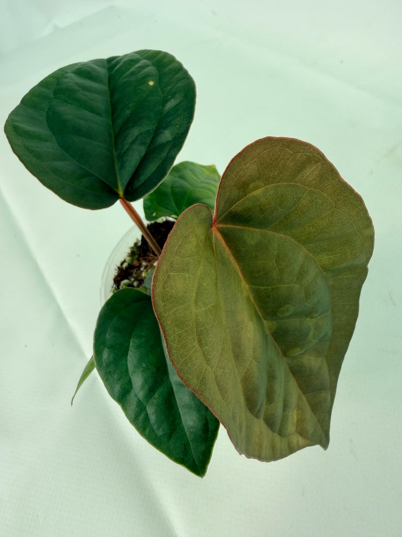 Anthurium Ace of Spades x Luxurians 3