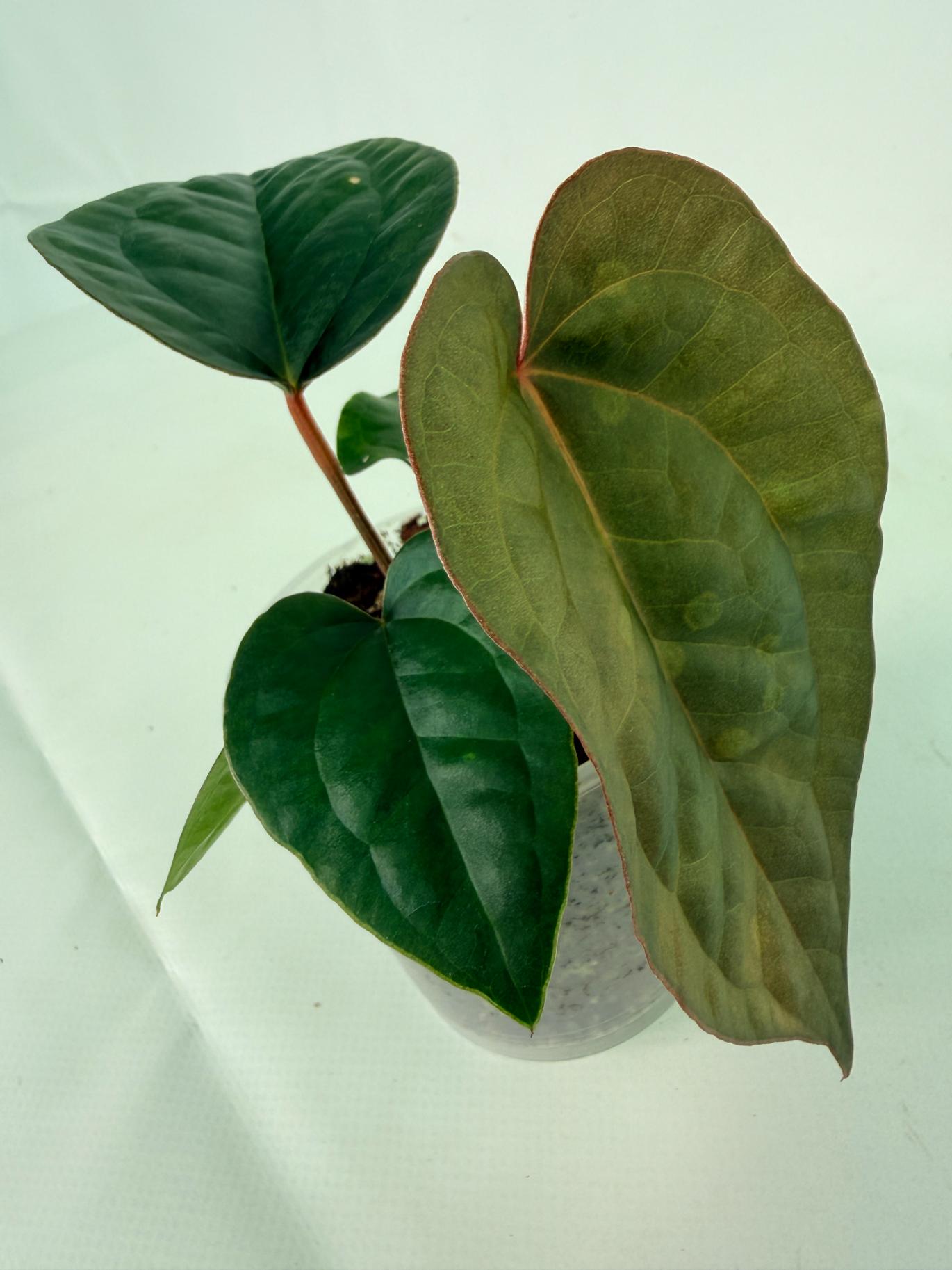 Anthurium Ace of Spades x Luxurians 1