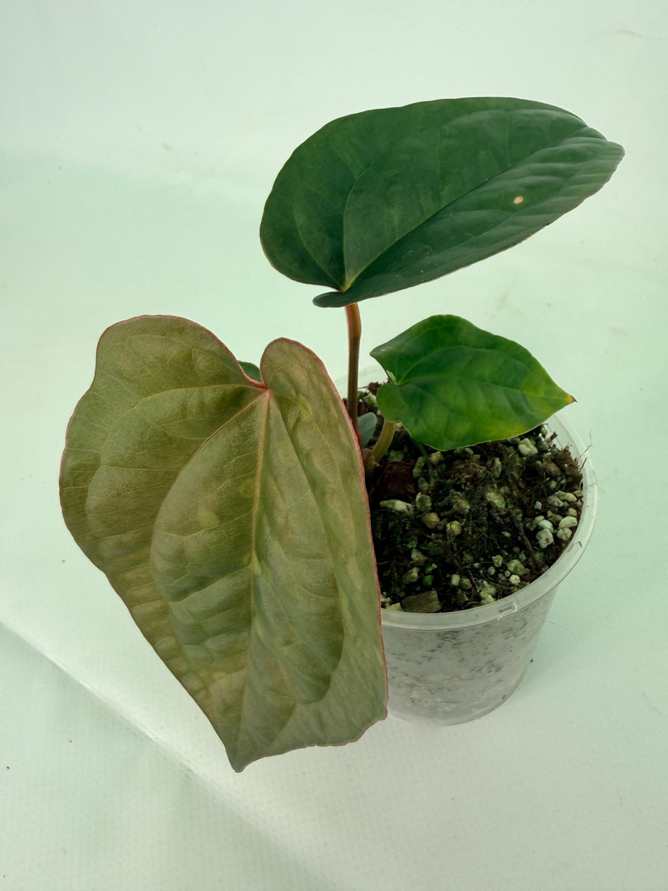 Anthurium Ace of Spades x Luxurians 4