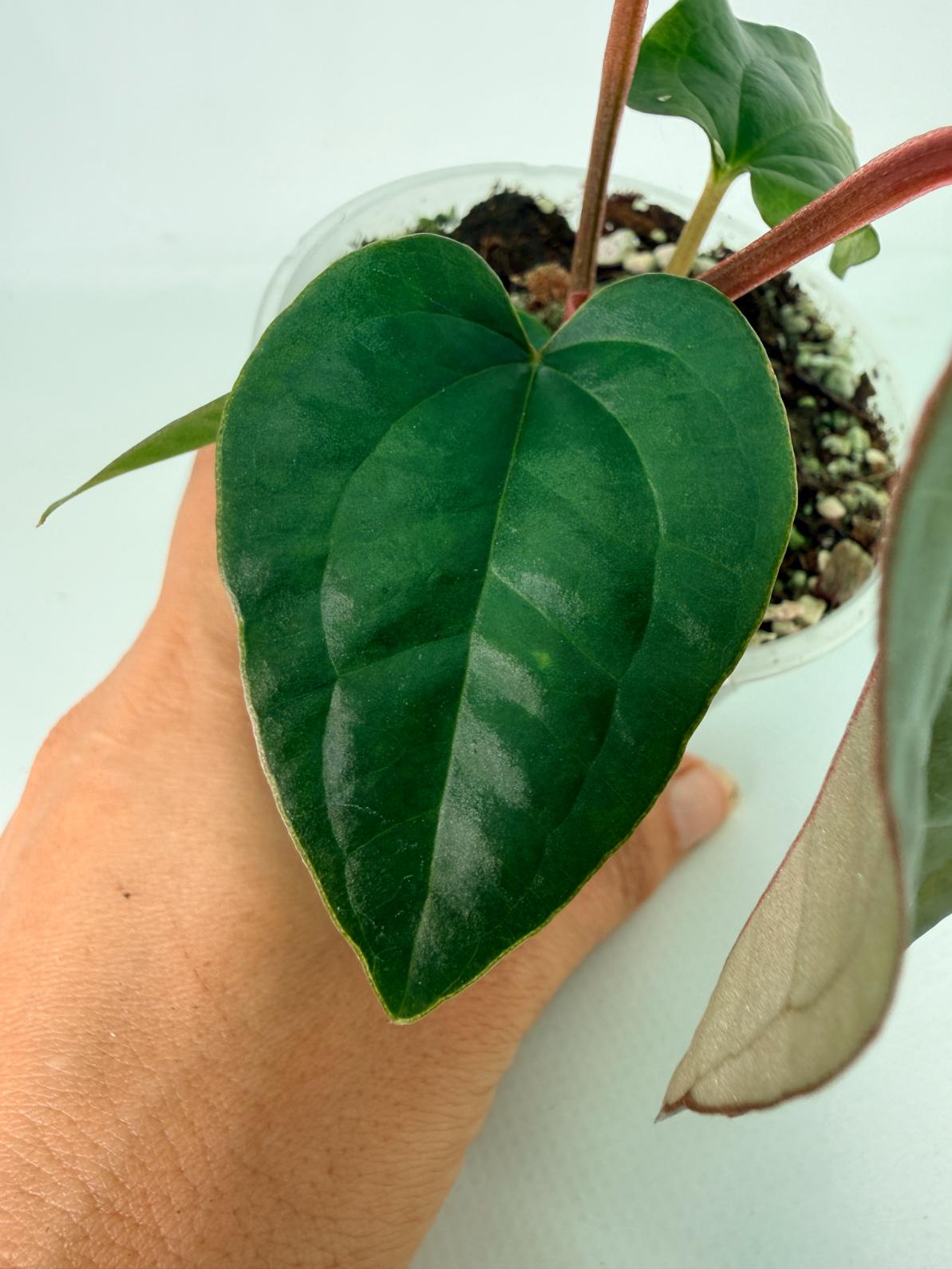 Anthurium Ace of Spades x Luxurians 5