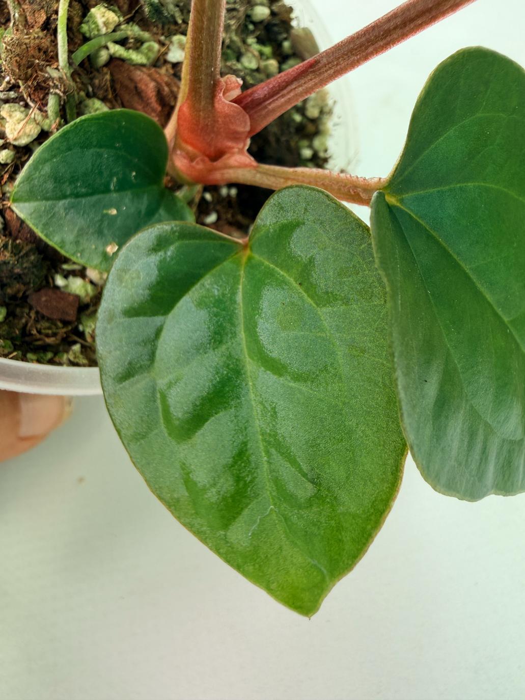 Anthurium Ace of Spades x Luxurians 6