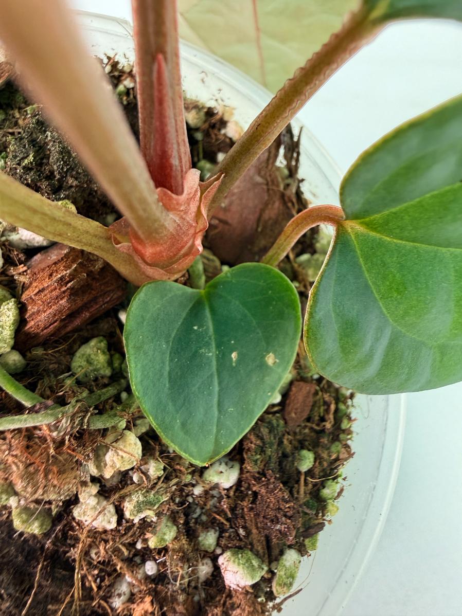 Anthurium Ace of Spades x Luxurians 7