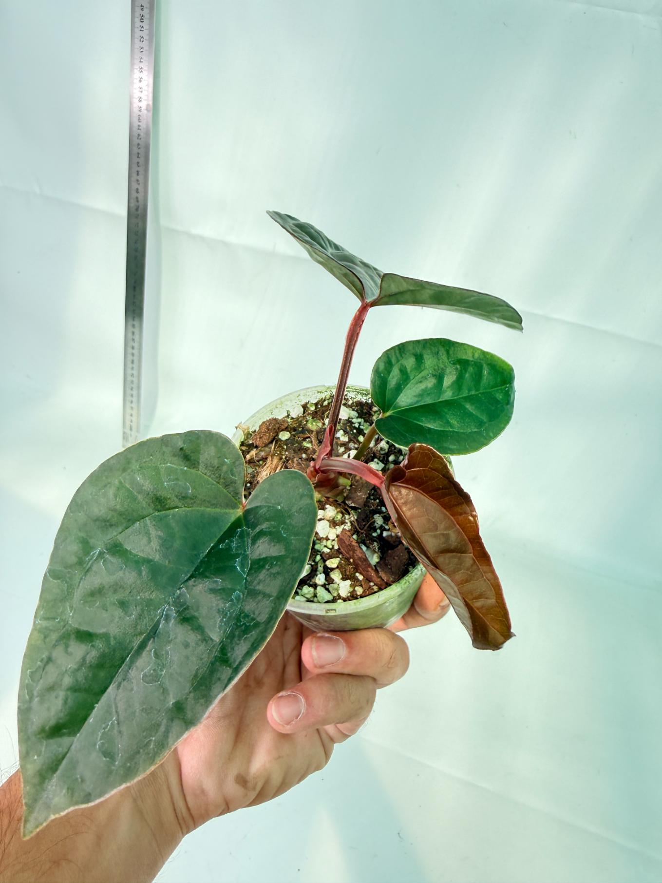 Anthurium Ace of Spades x Luxurians | Welovetropicalplants