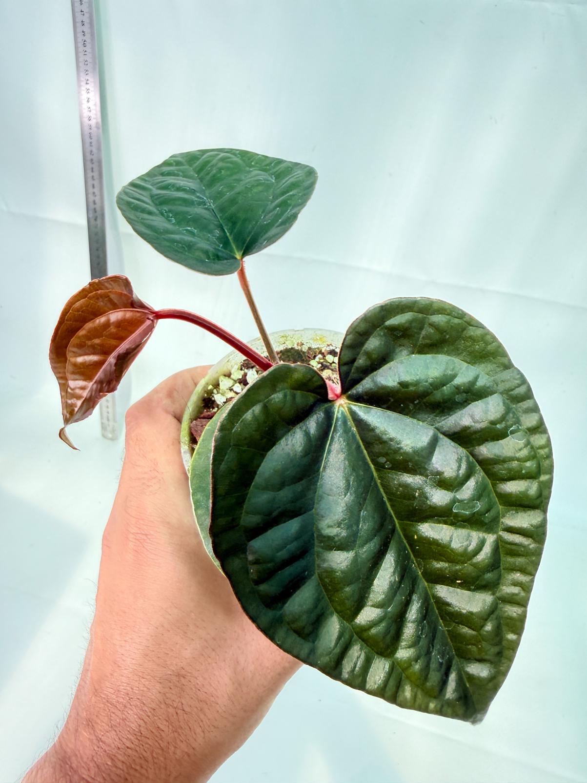 Anthurium Ace of Spades x Luxurians 1