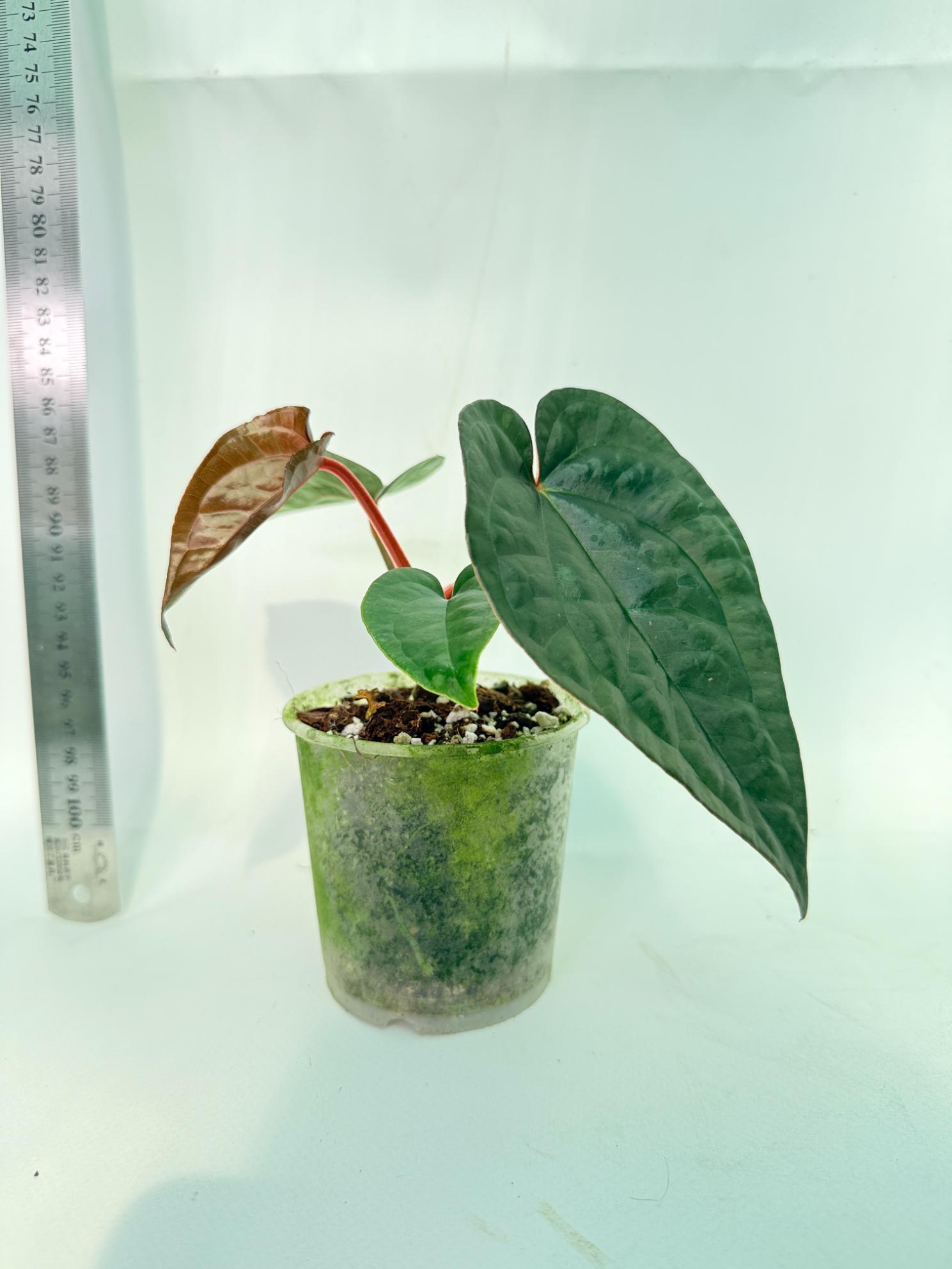 Anthurium Ace of Spades x Luxurians 7