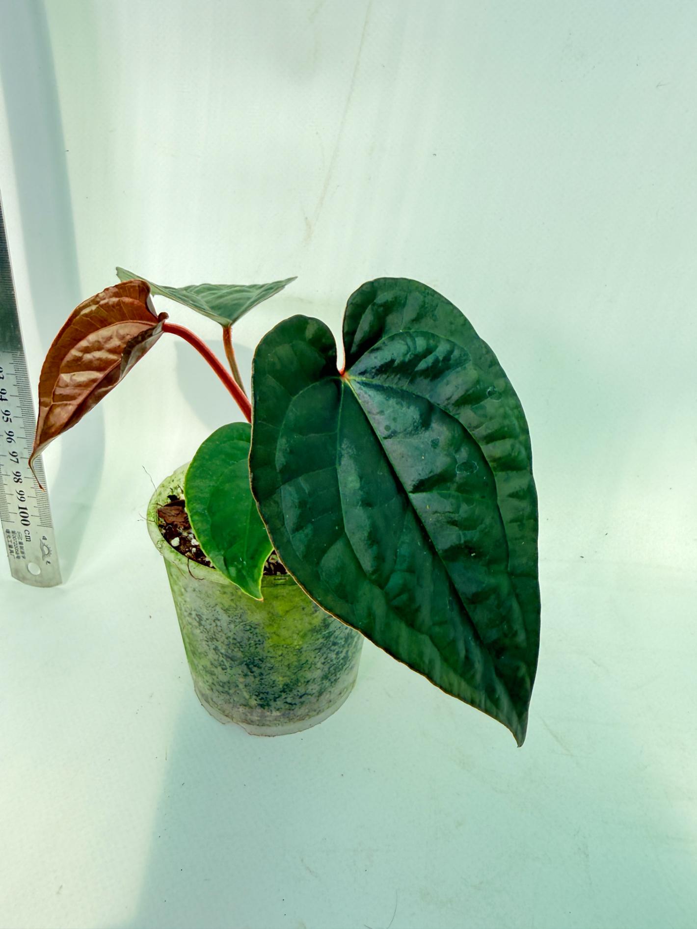 Anthurium Ace of Spades x Luxurians 3