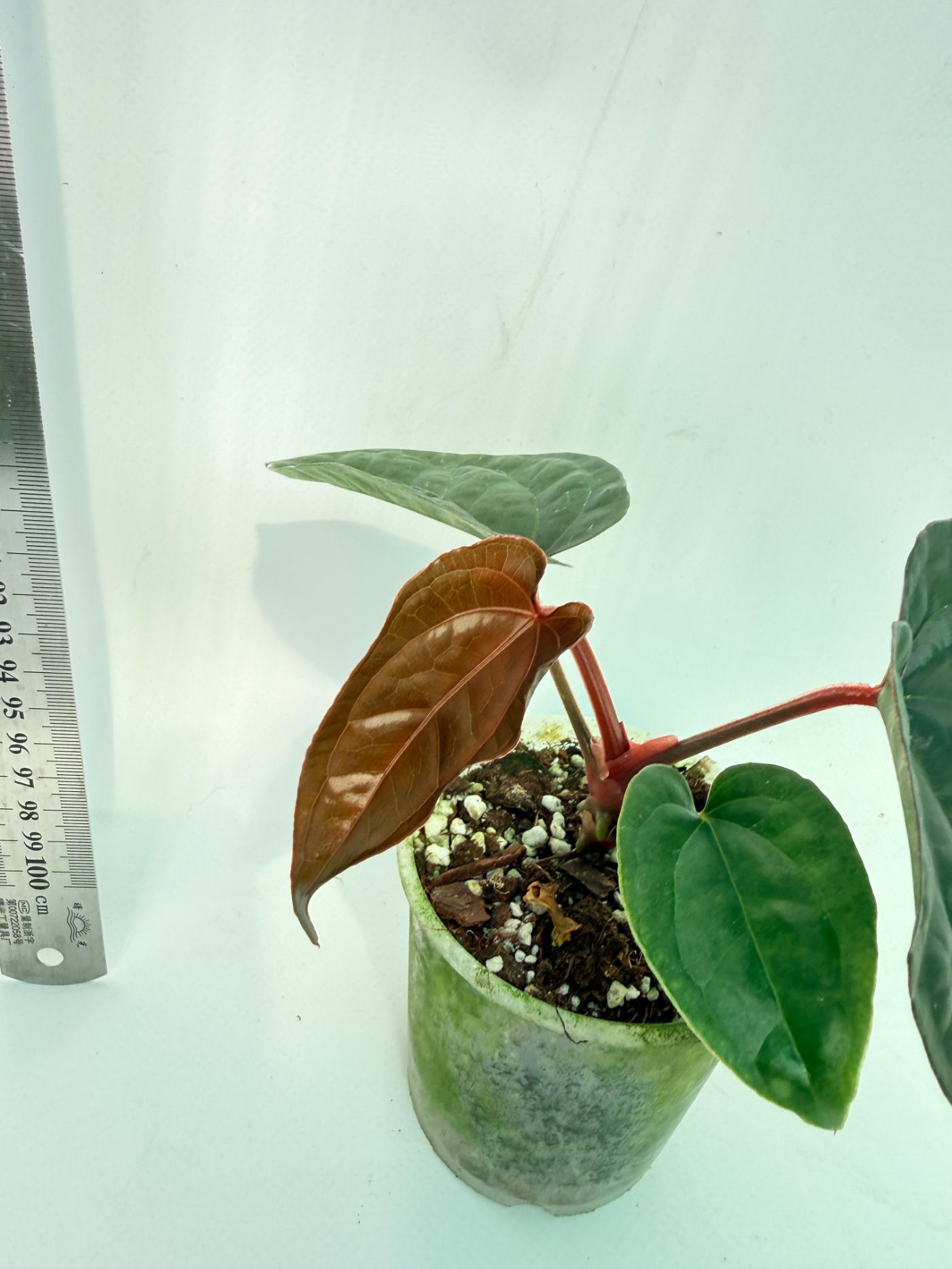 Anthurium Ace of Spades x Luxurians 4