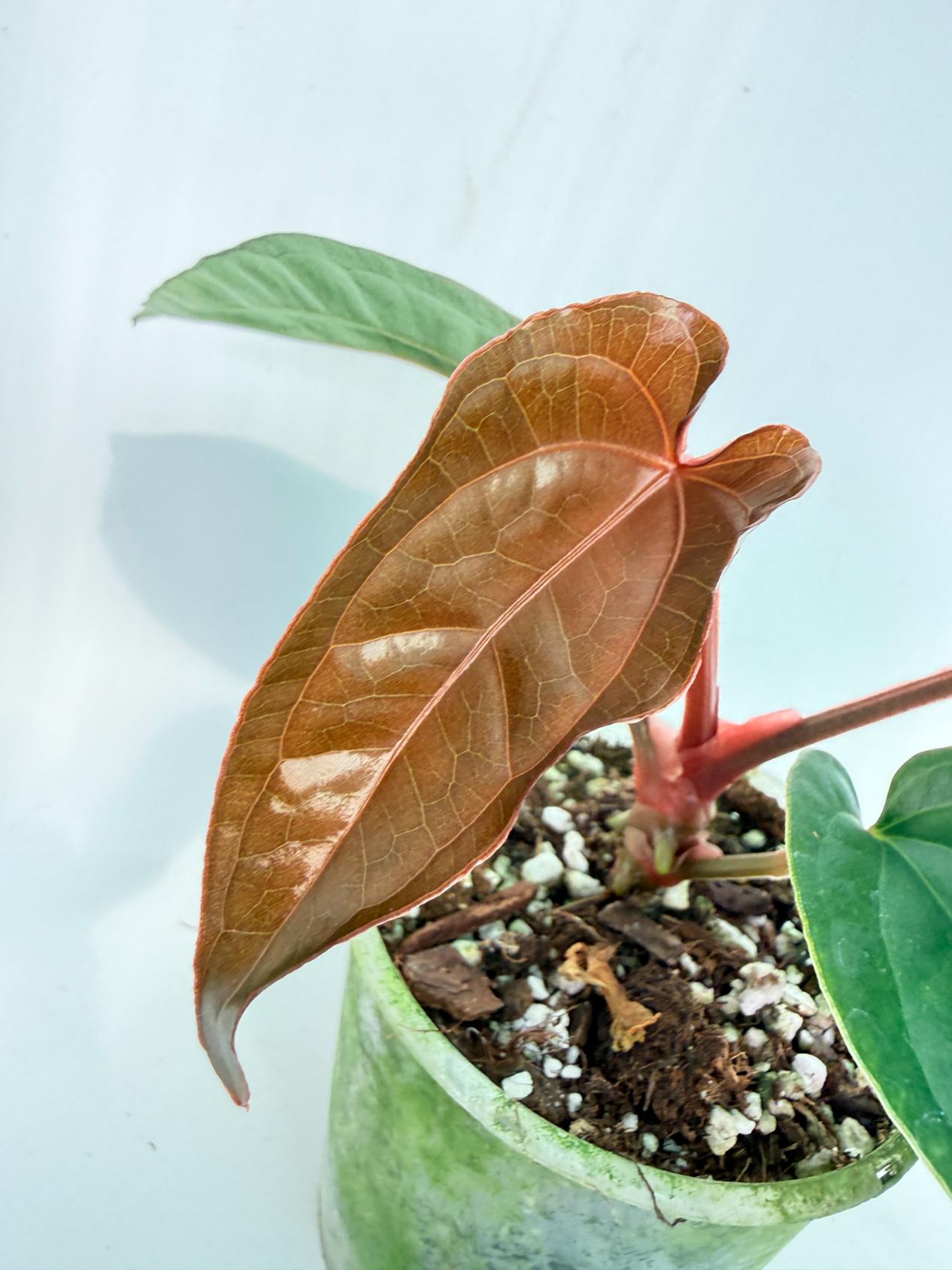 Anthurium Ace of Spades x Luxurians 2