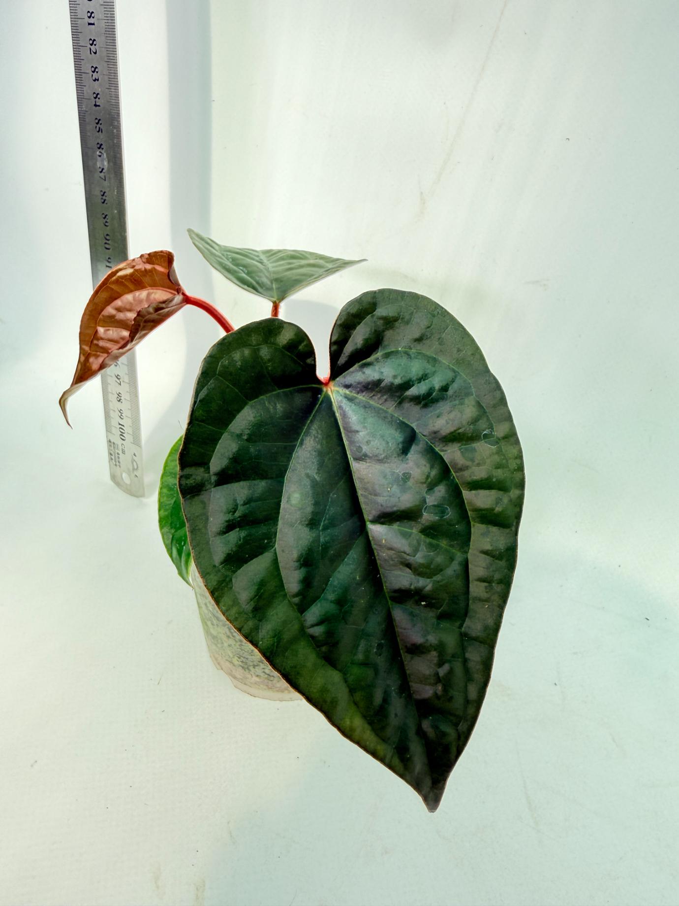 Anthurium Ace of Spades x Luxurians 5