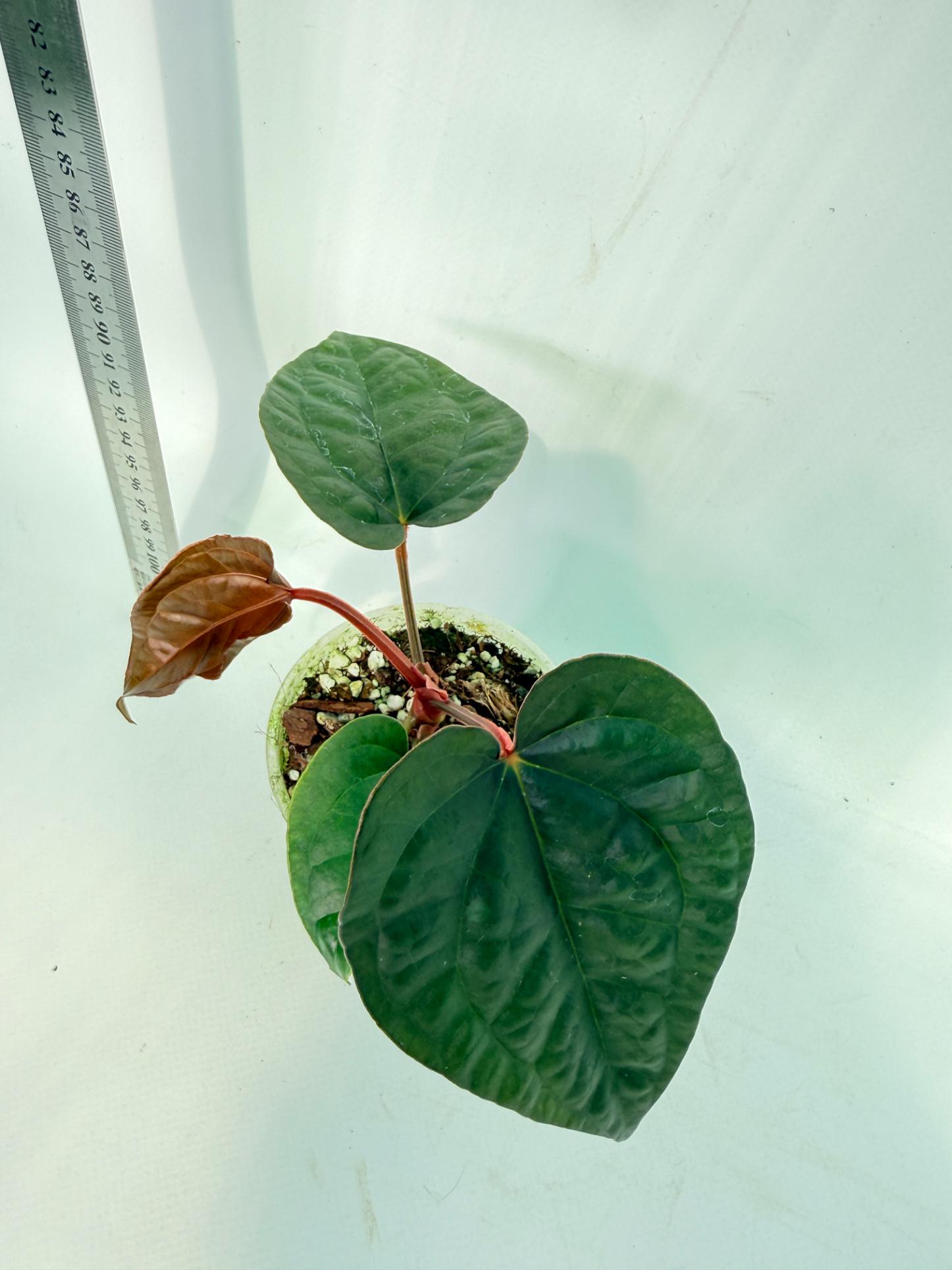 Anthurium Ace of Spades x Luxurians 6