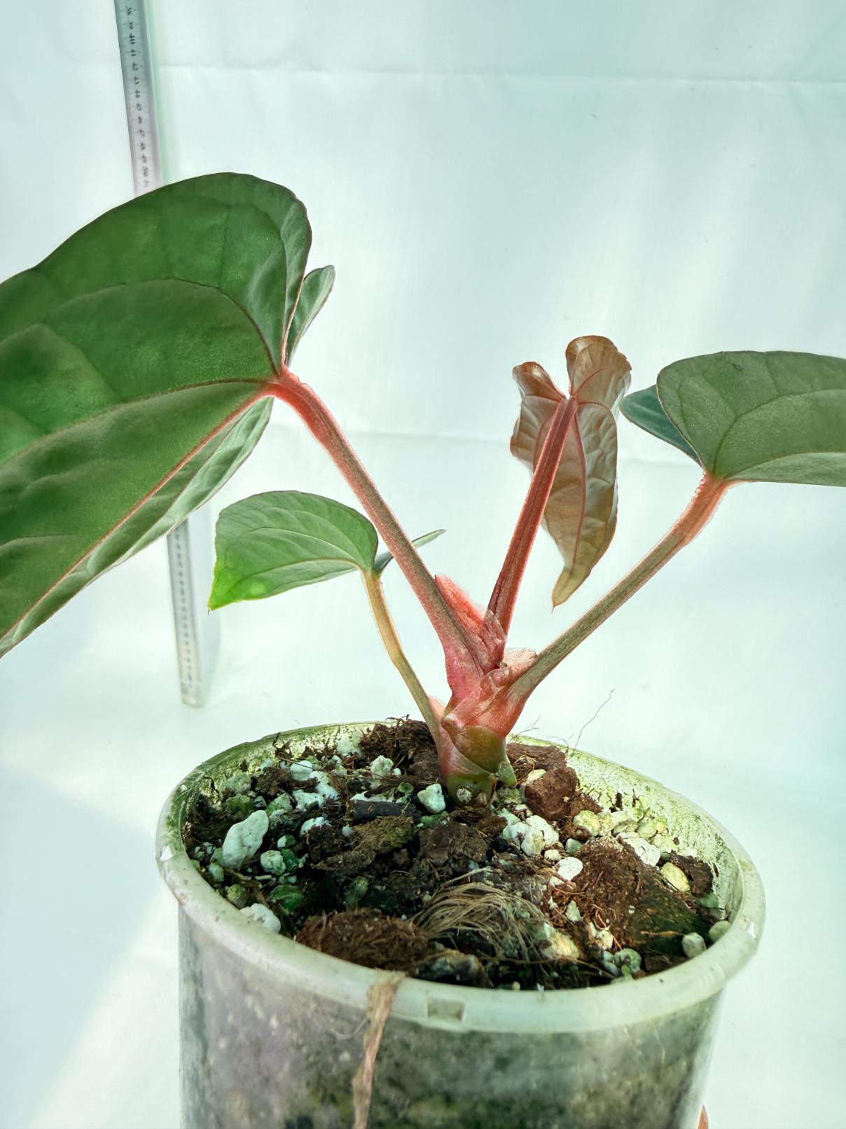 Anthurium Ace of Spades x Luxurians 8