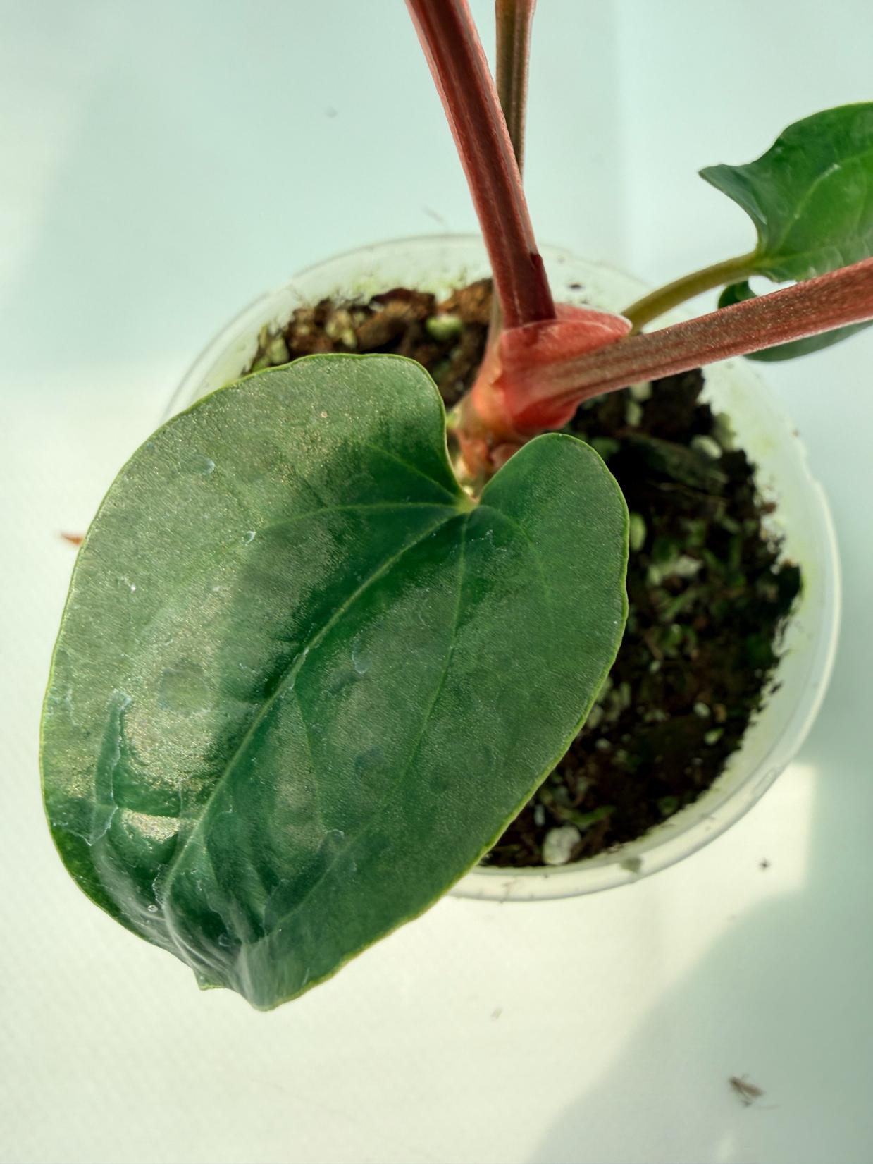 Anthurium Ace of Spades x Luxurians 08