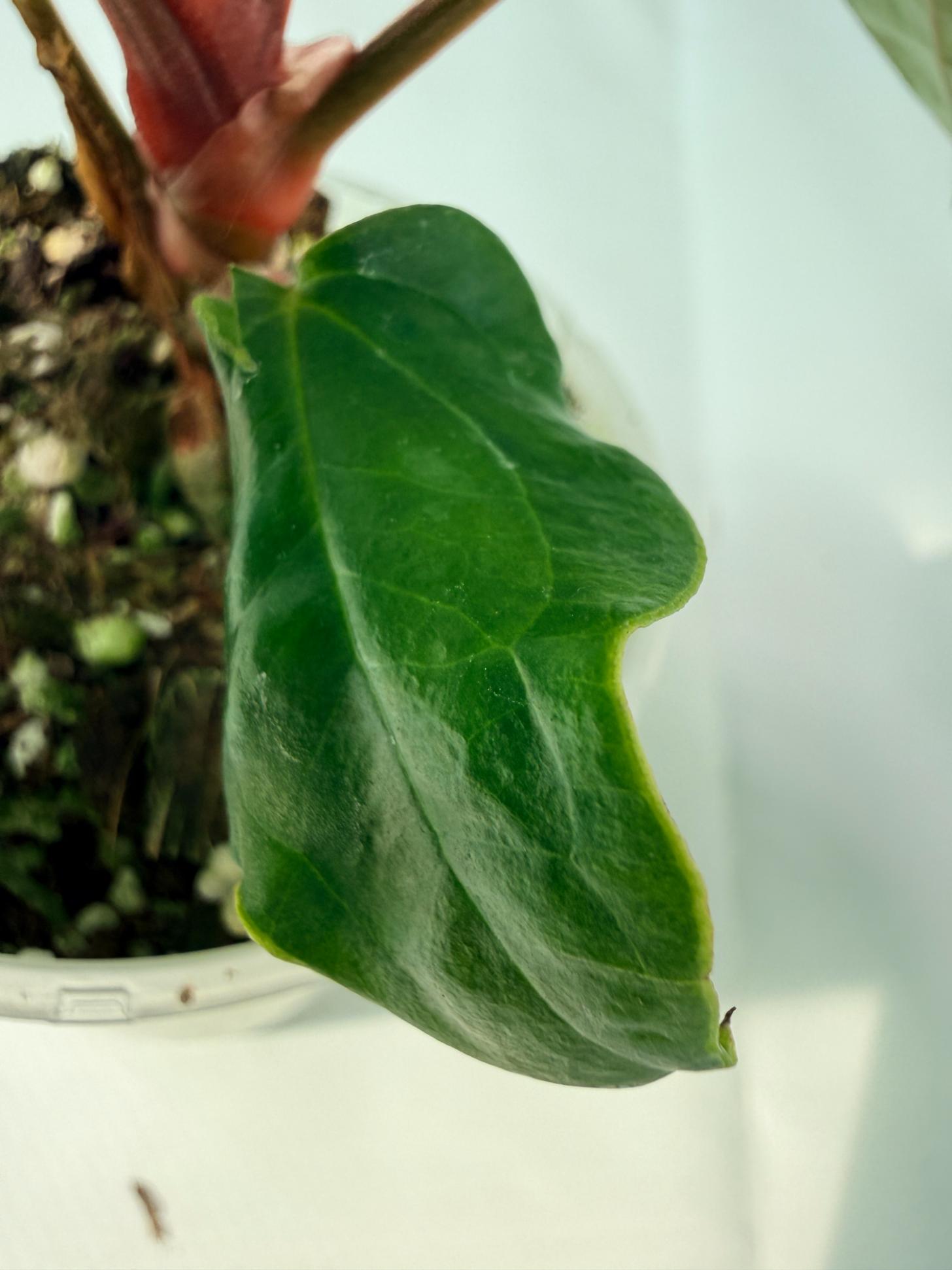 Anthurium Ace of Spades x Luxurians 09
