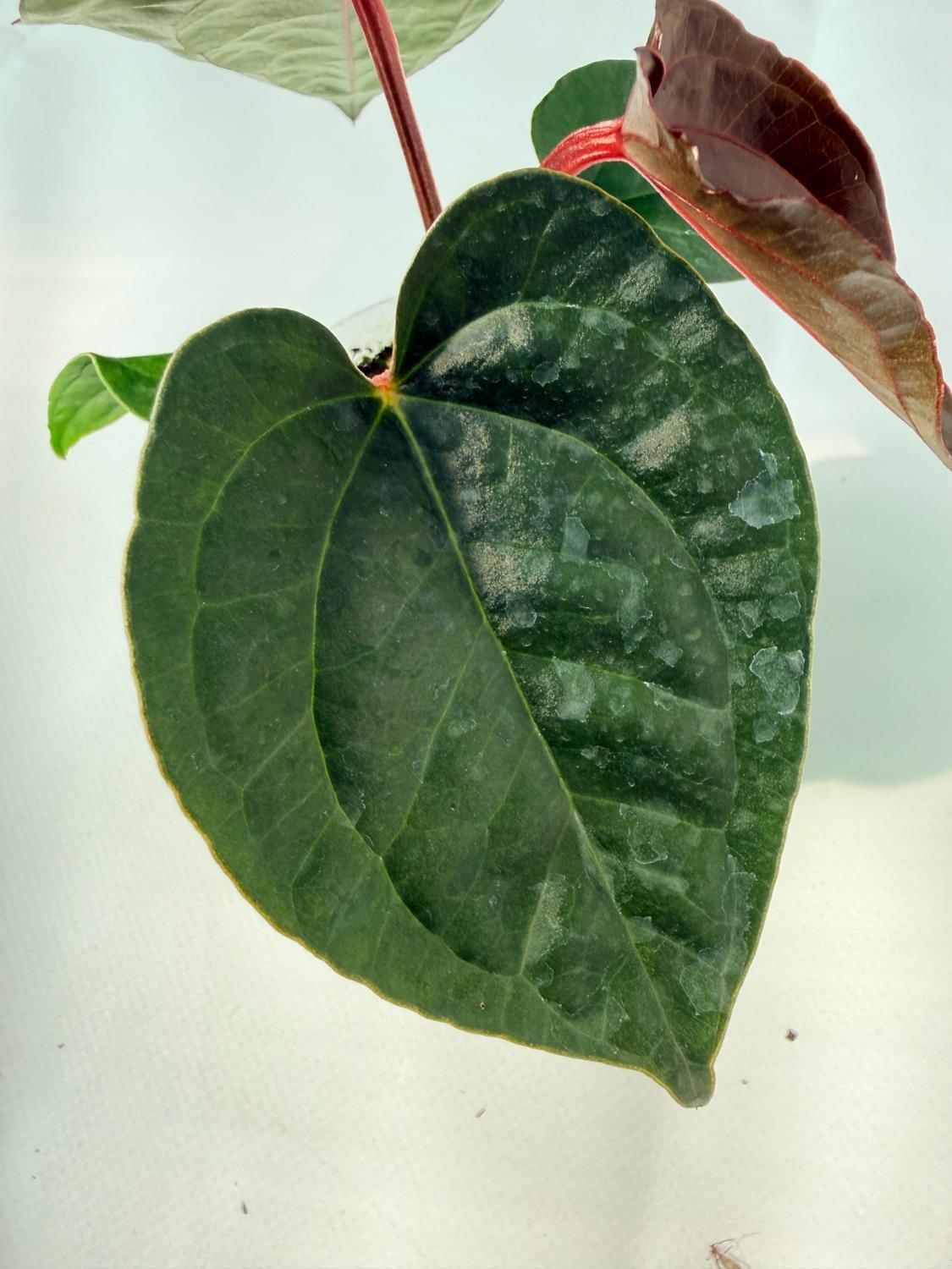 Anthurium Ace of Spades x Luxurians 03