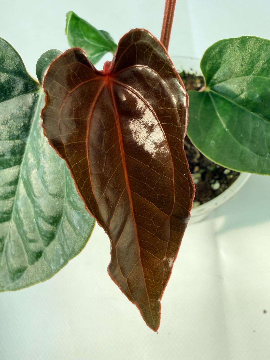 Anthurium Ace of Spades x Luxurians 04
