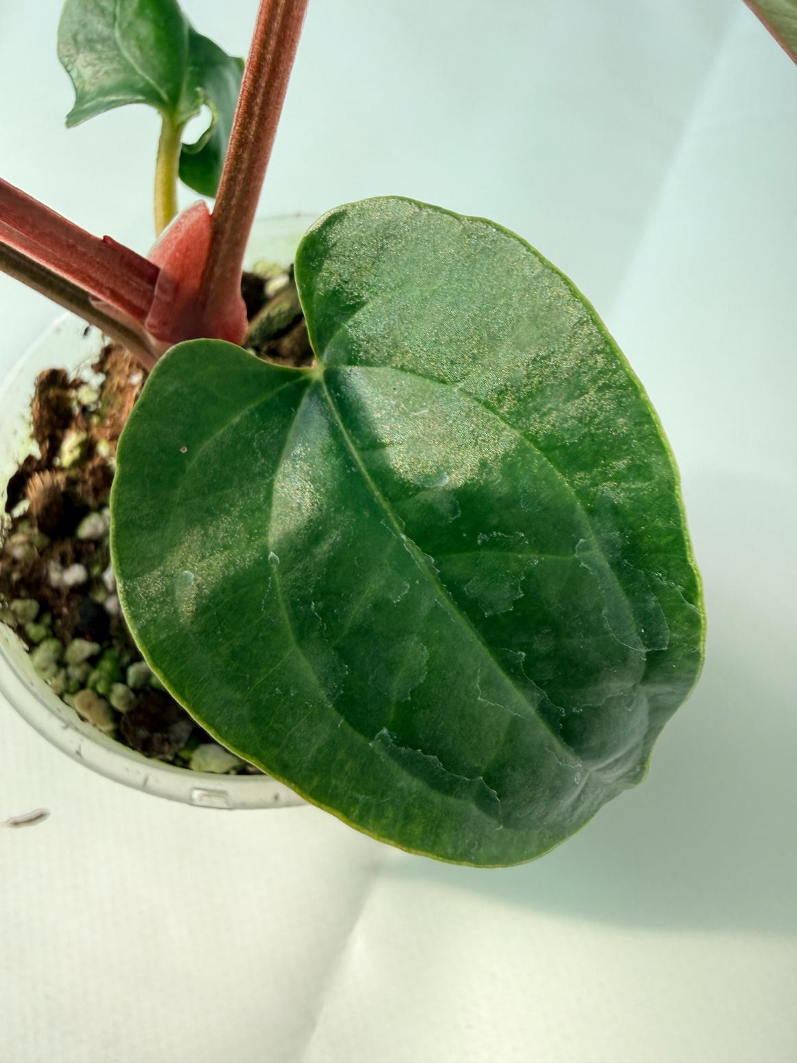 Anthurium Ace of Spades x Luxurians 05