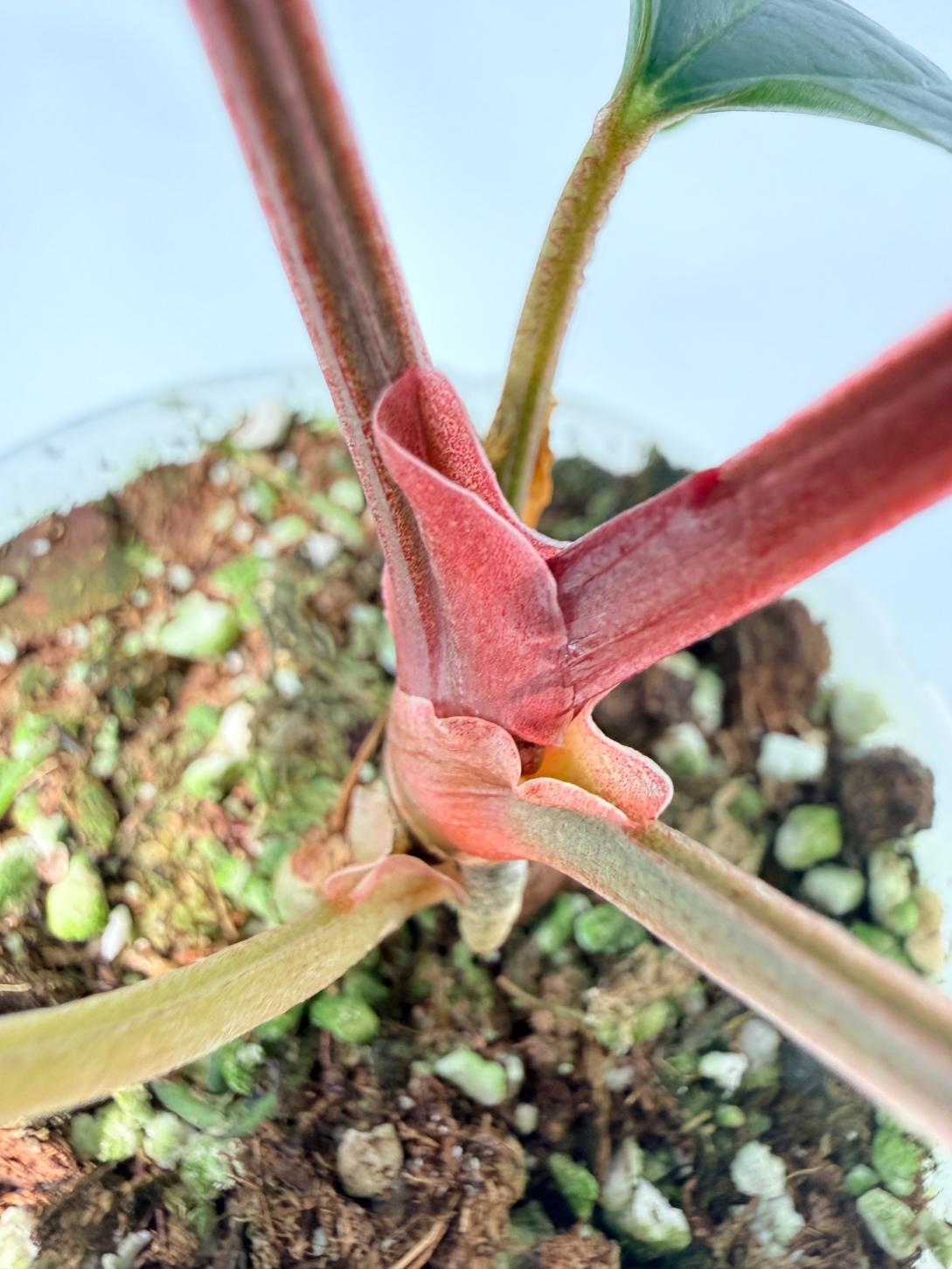 Anthurium Ace of Spades x Luxurians 06