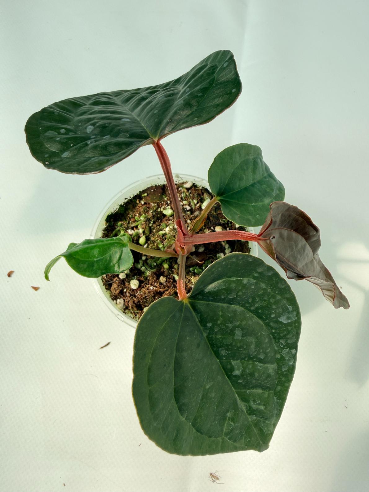 Anthurium Ace of Spades x Luxurians 01