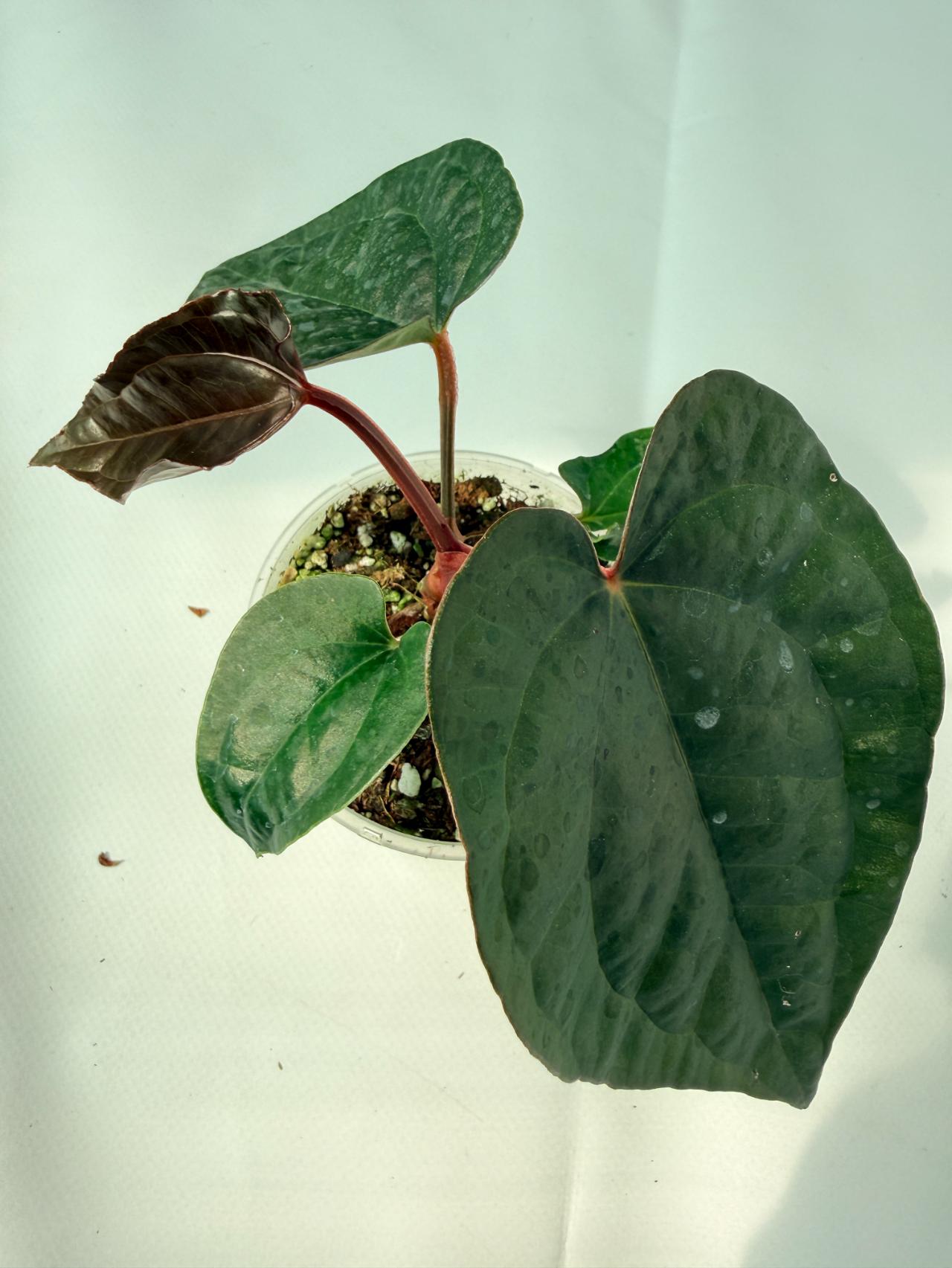 Anthurium Ace of Spades x Luxurians 07