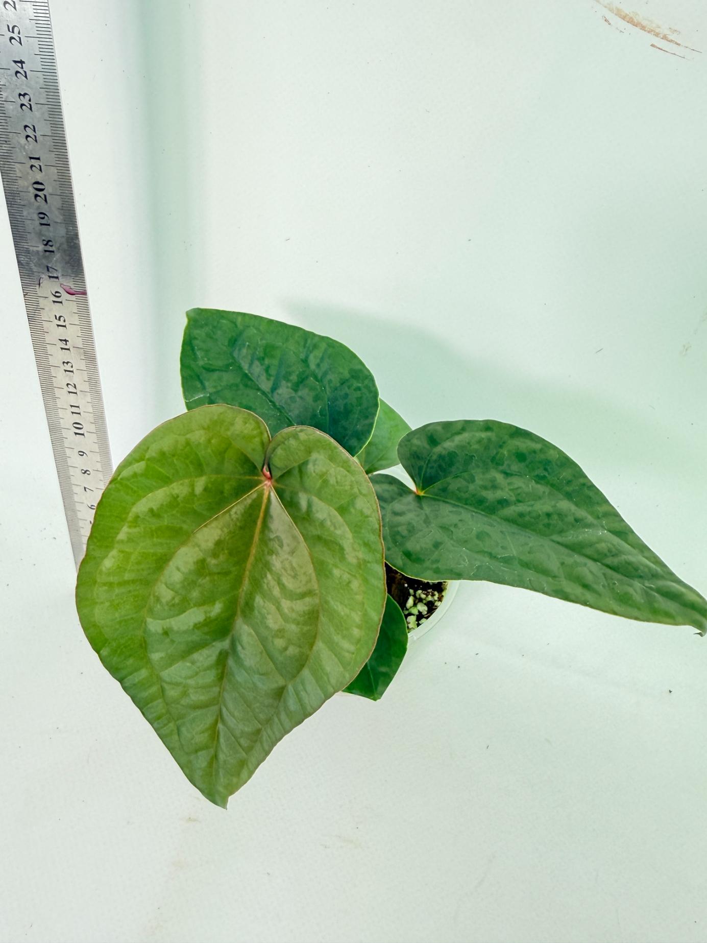 Anthurium Ace of Spades x Luxurians 7