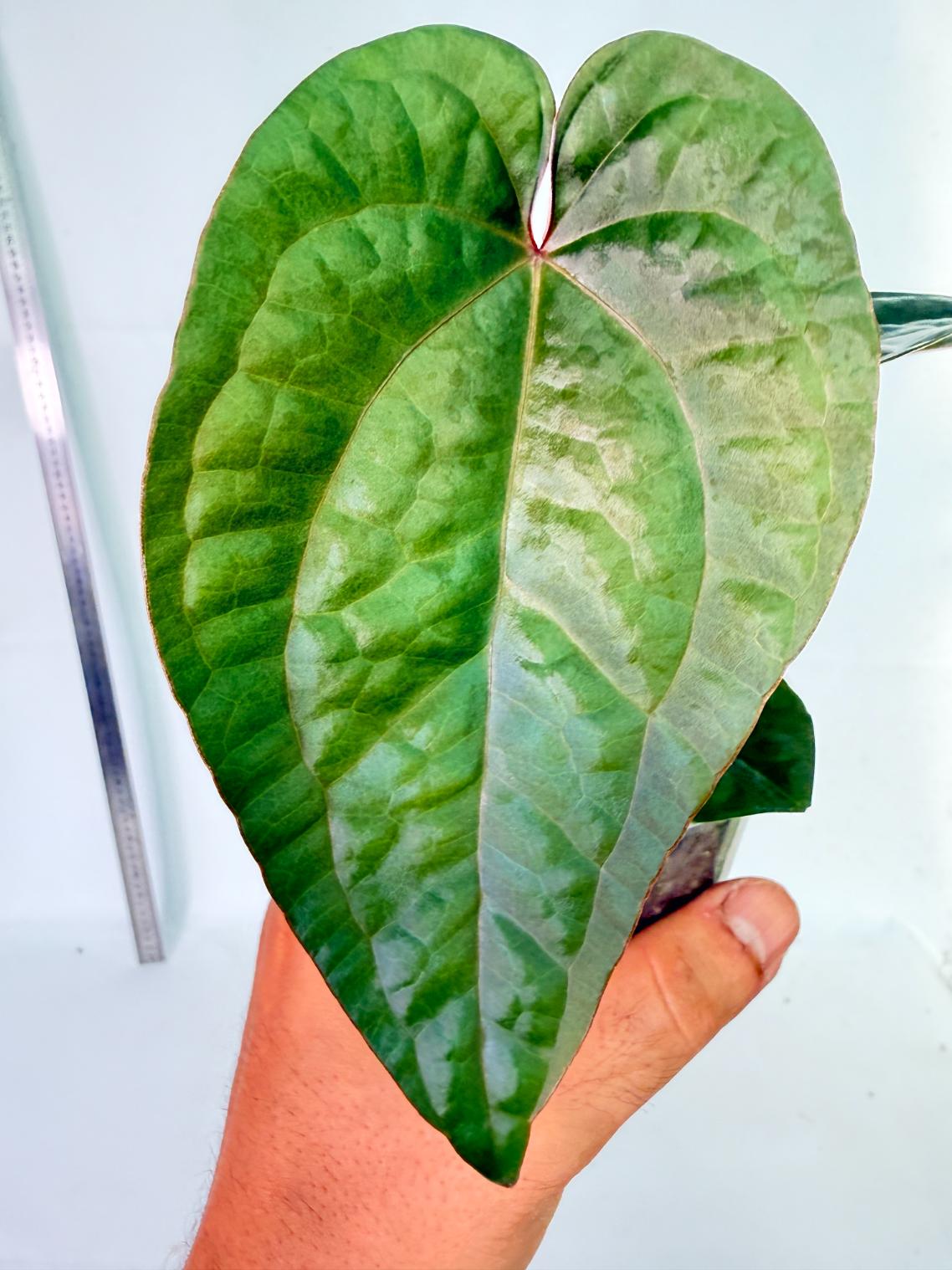 Anthurium Ace of Spades x Luxurians 1
