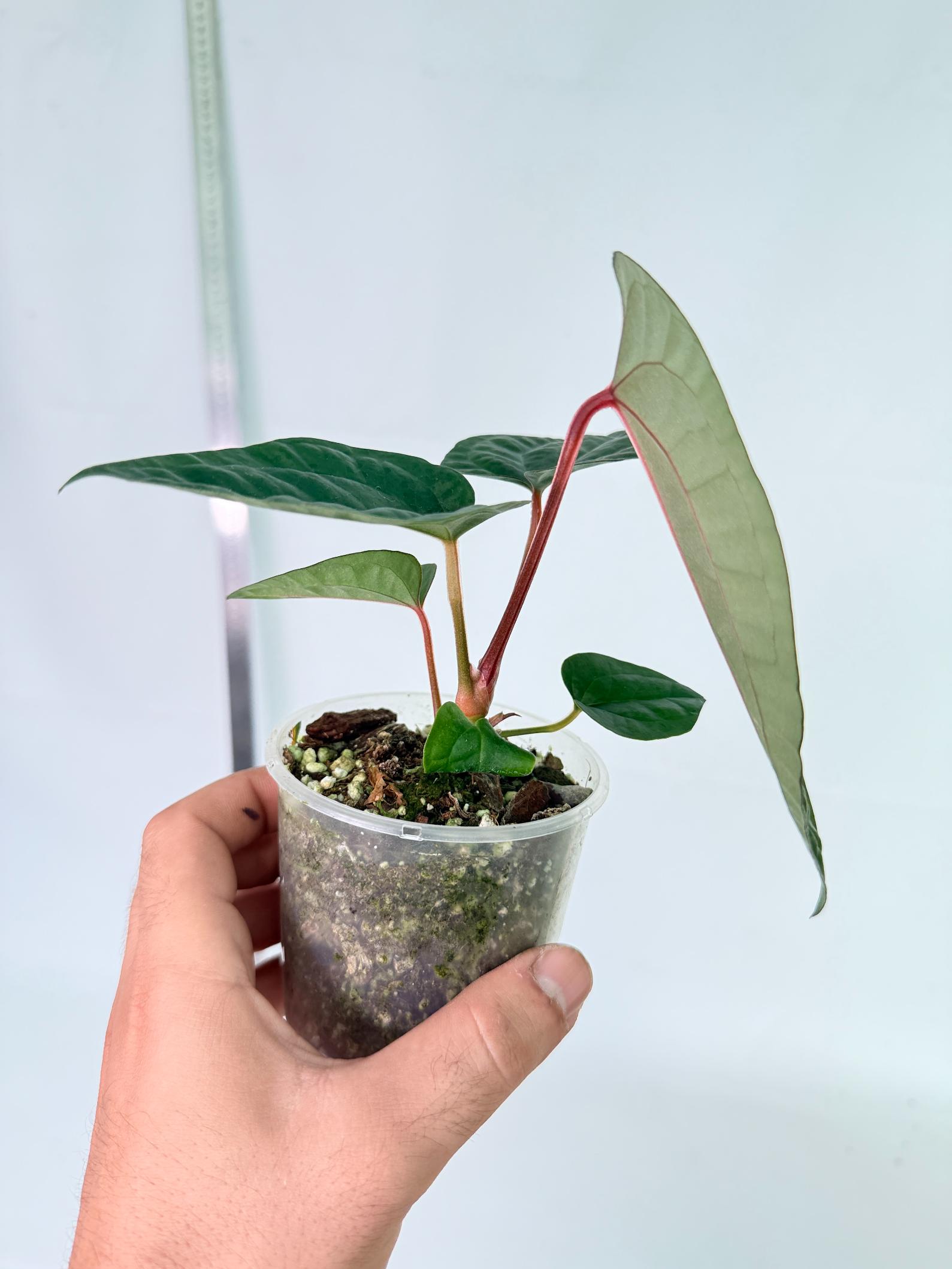 Anthurium Ace of Spades x Luxurians 6