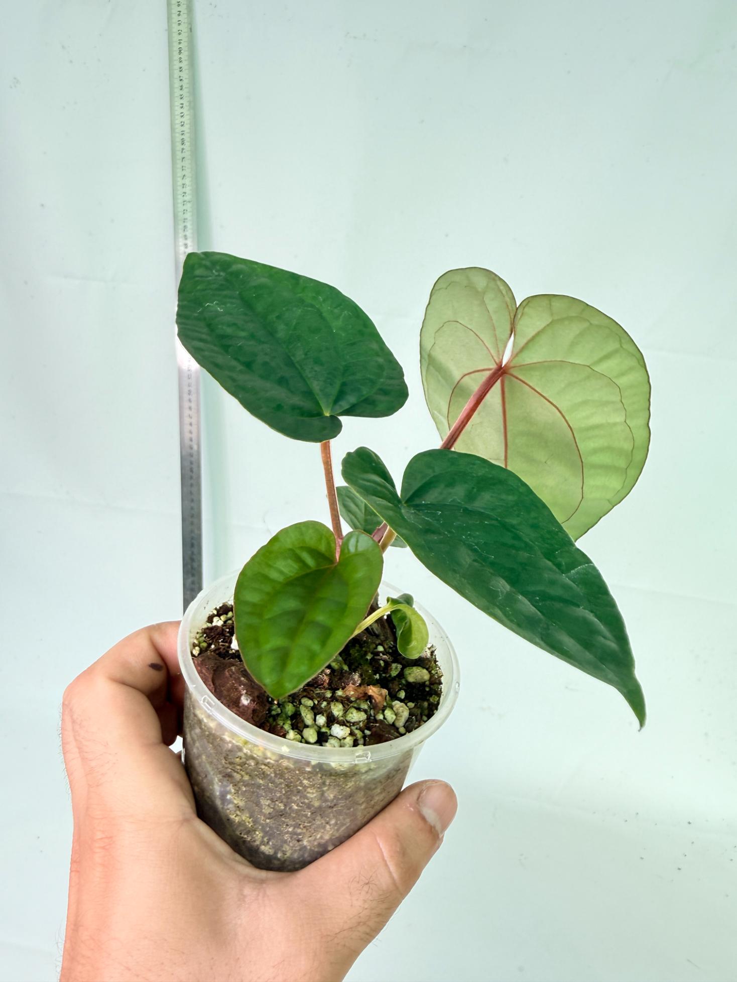 Anthurium Ace of Spades x Luxurians 3