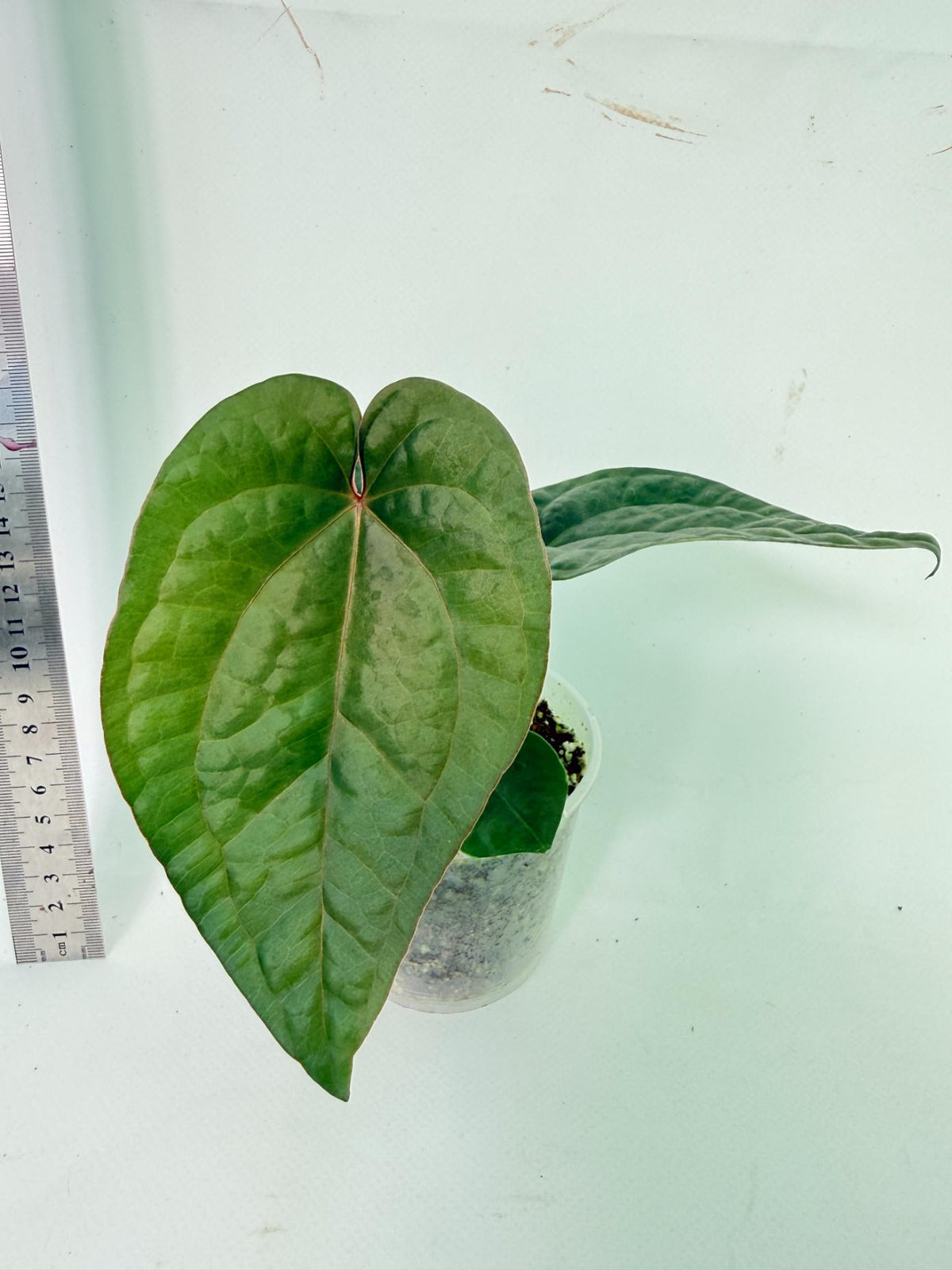 Anthurium Ace of Spades x Luxurians 4