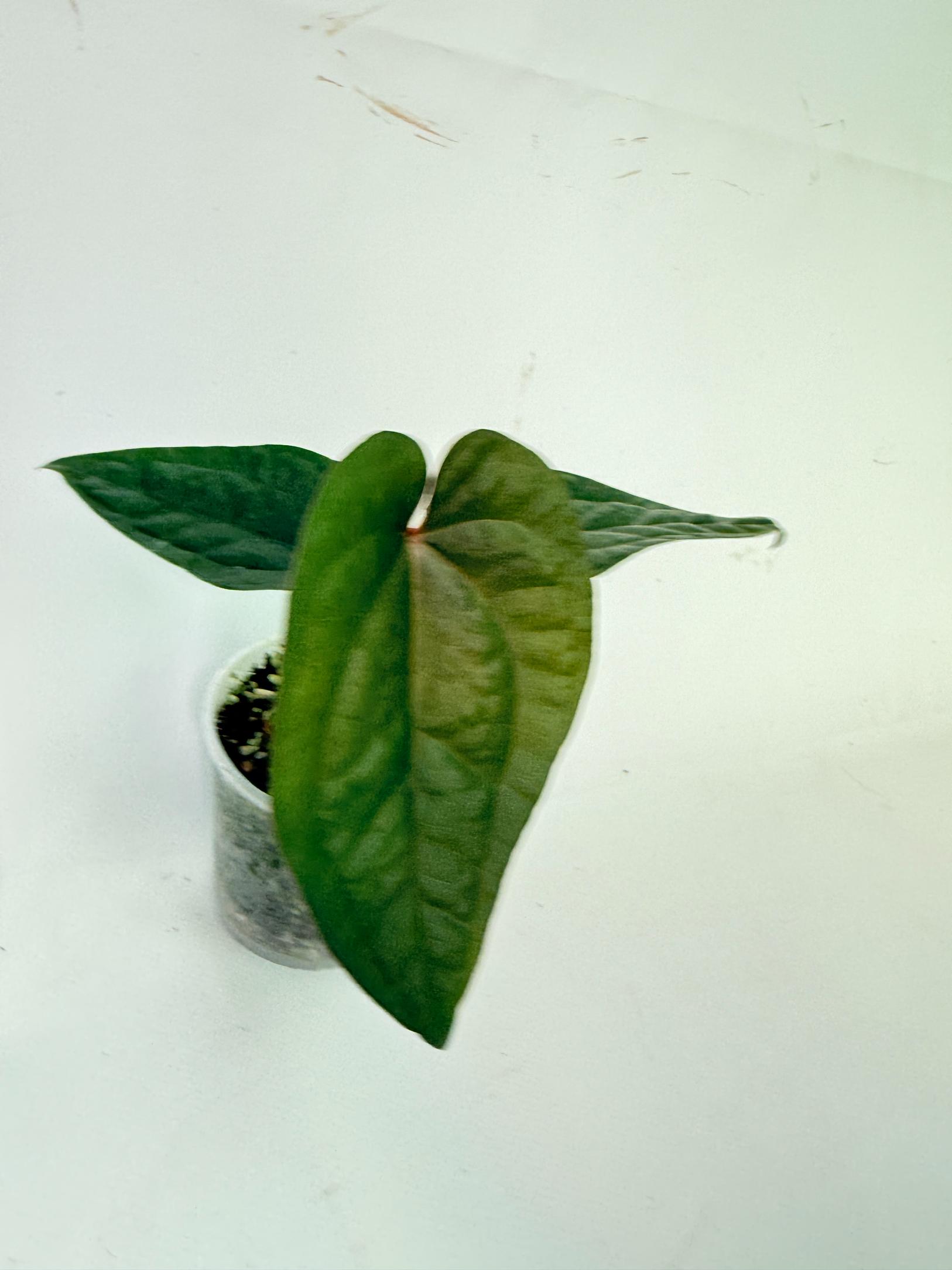 Anthurium Ace of Spades x Luxurians 8