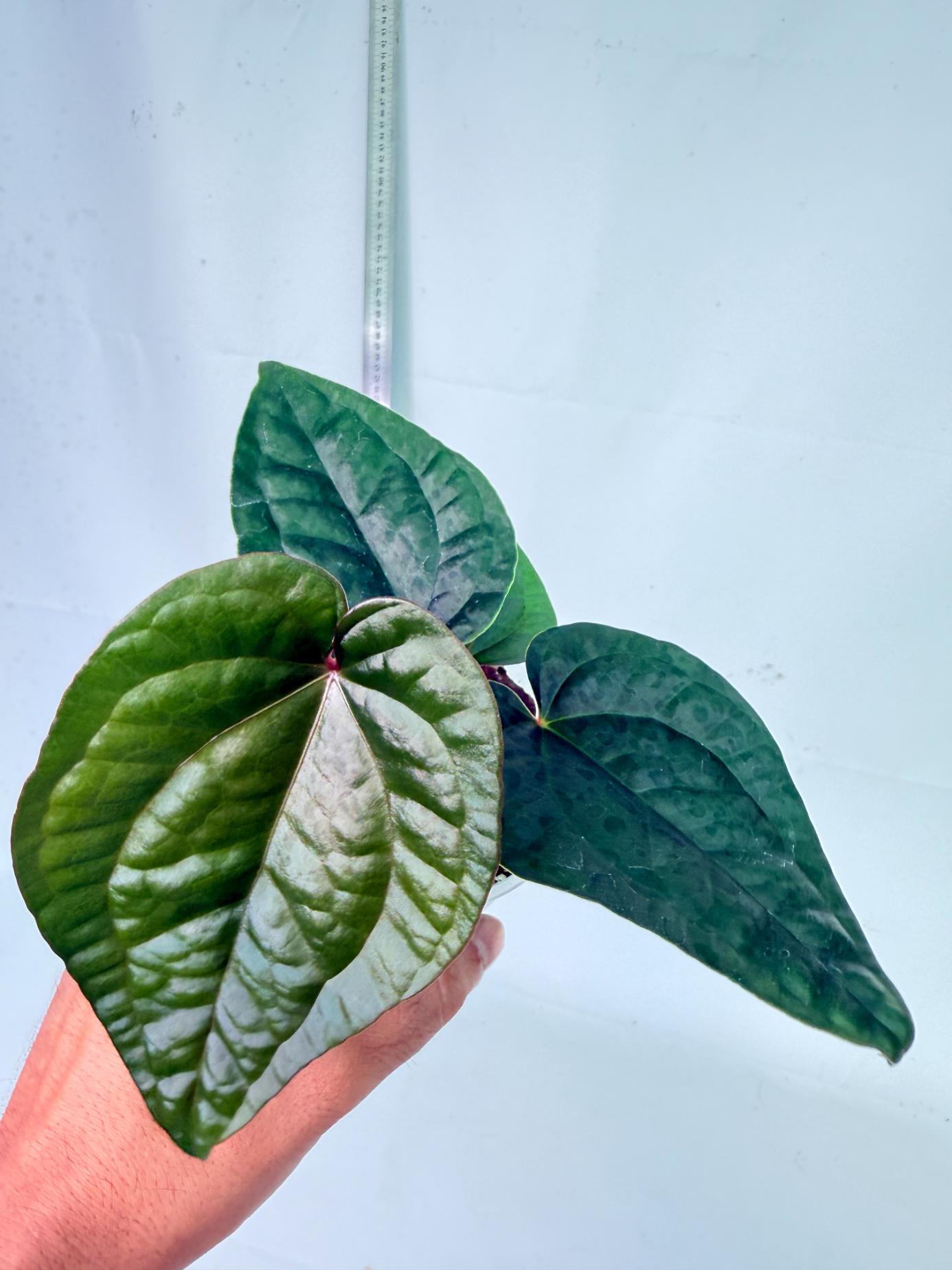 Anthurium Ace of Spades x Luxurians 2