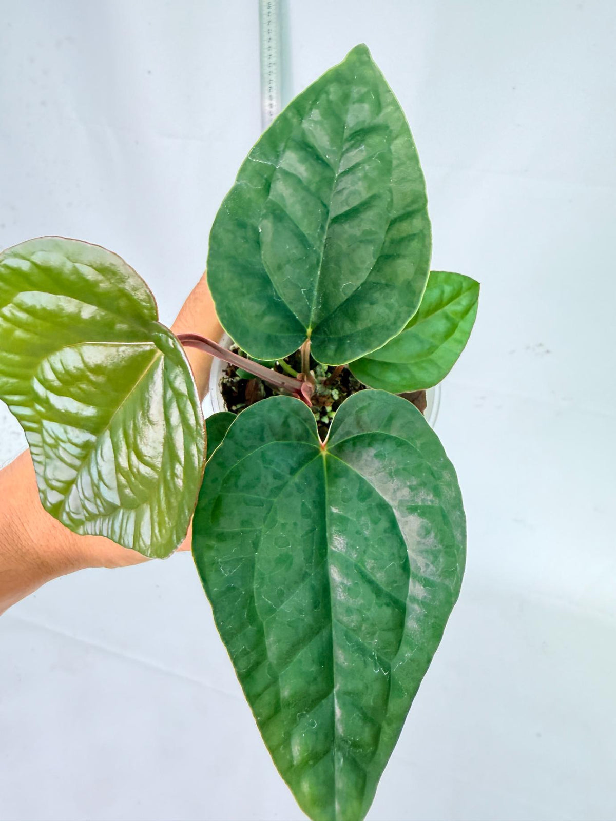 Anthurium Ace of Spades x Luxurians 5