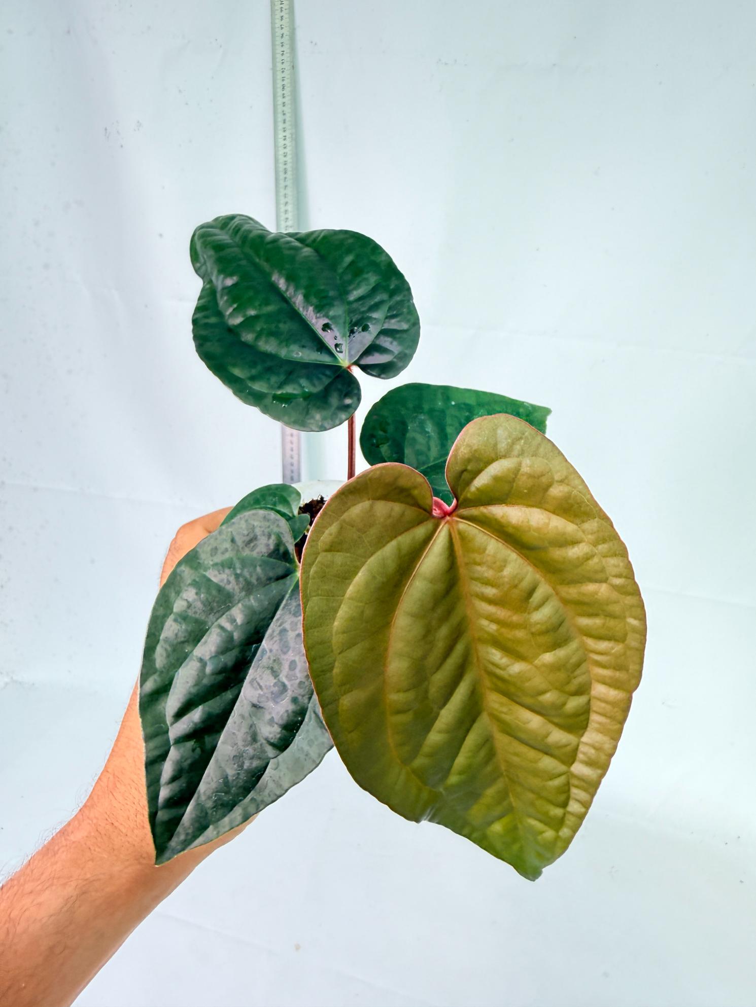 Anthurium Ace of Spades x Luxurians 3