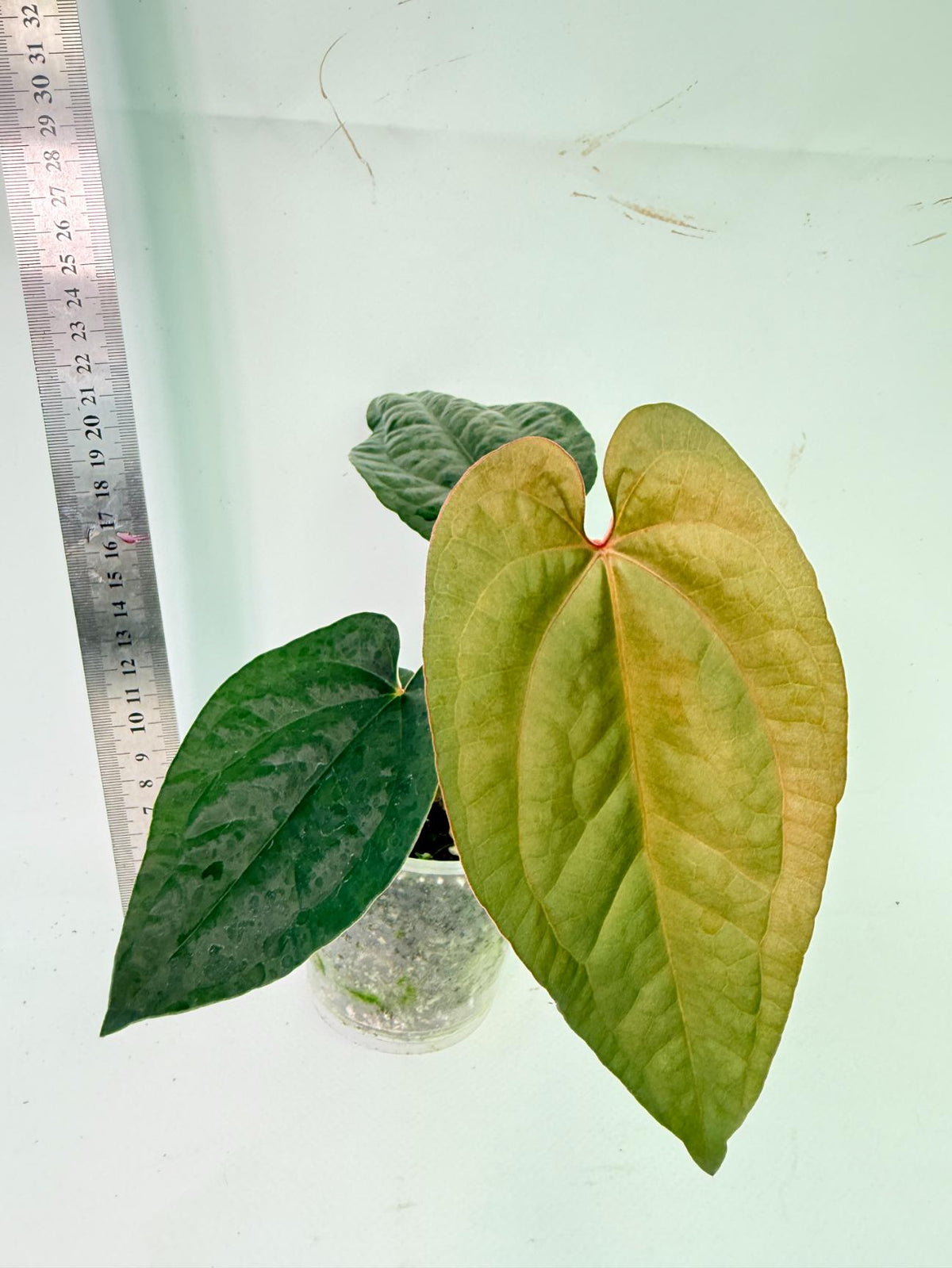 Anthurium Ace of Spades x Luxurians 4