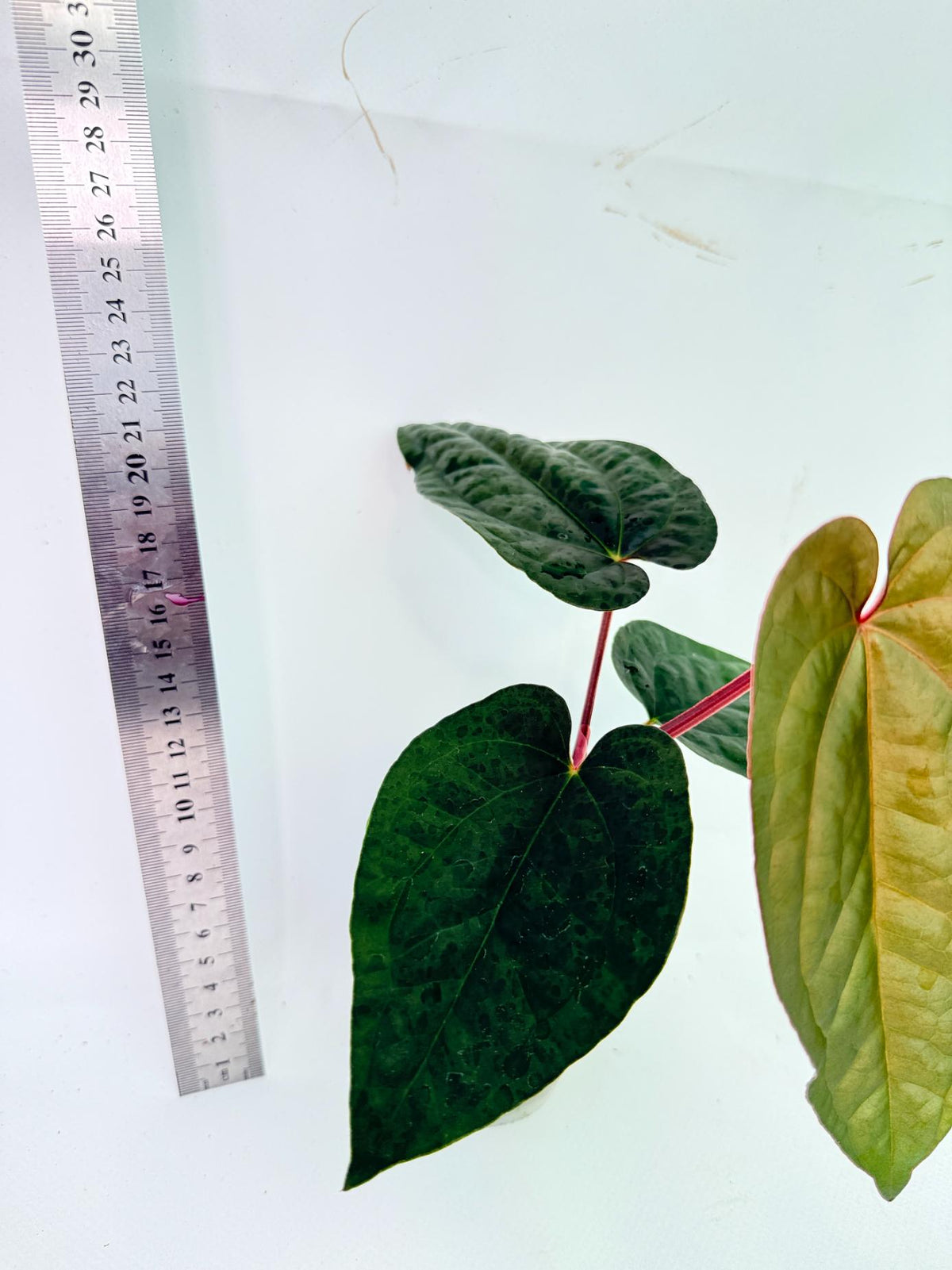 Anthurium Ace of Spades x Luxurians 5