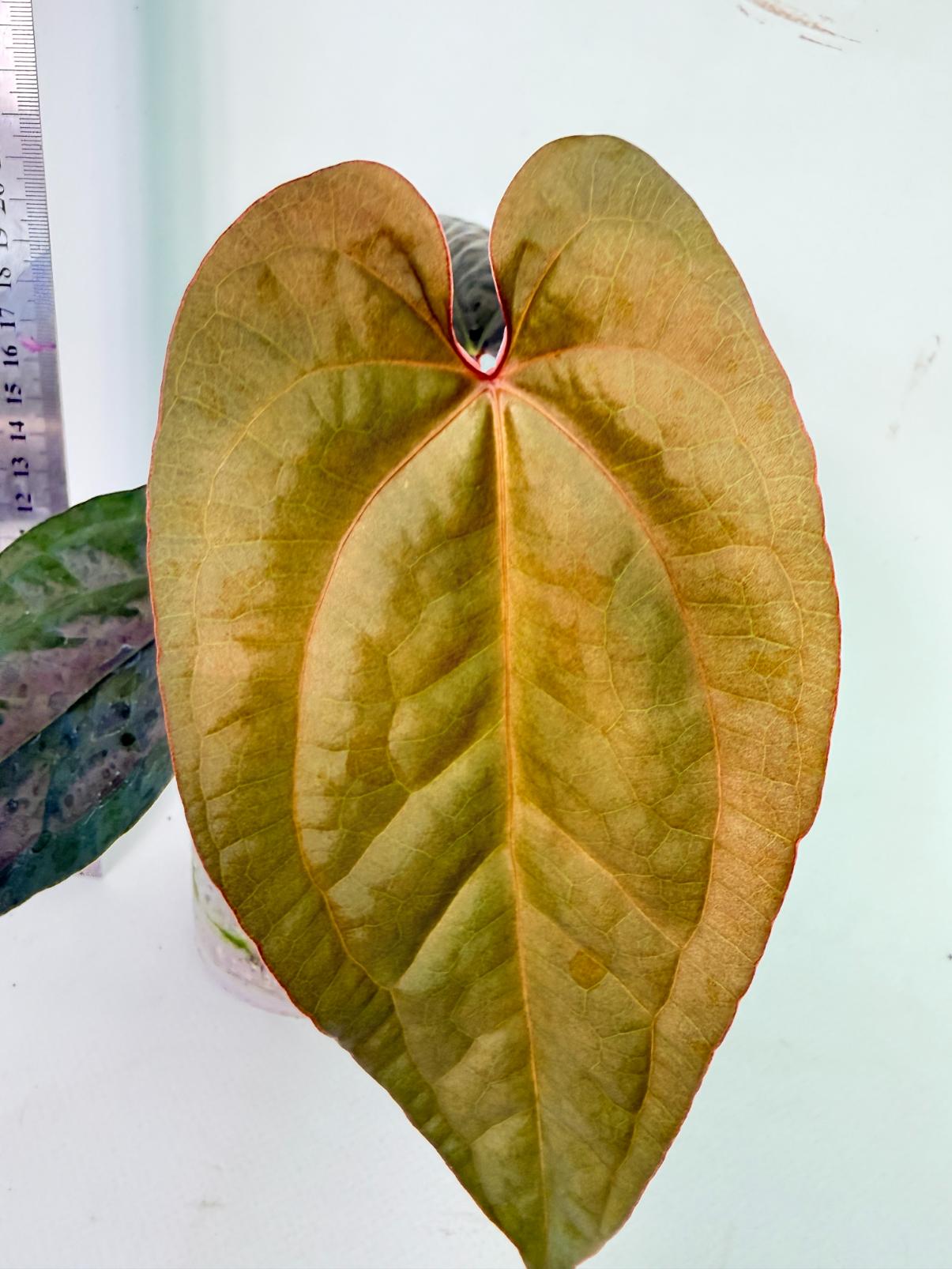 Anthurium Ace of Spades x Luxurians 1