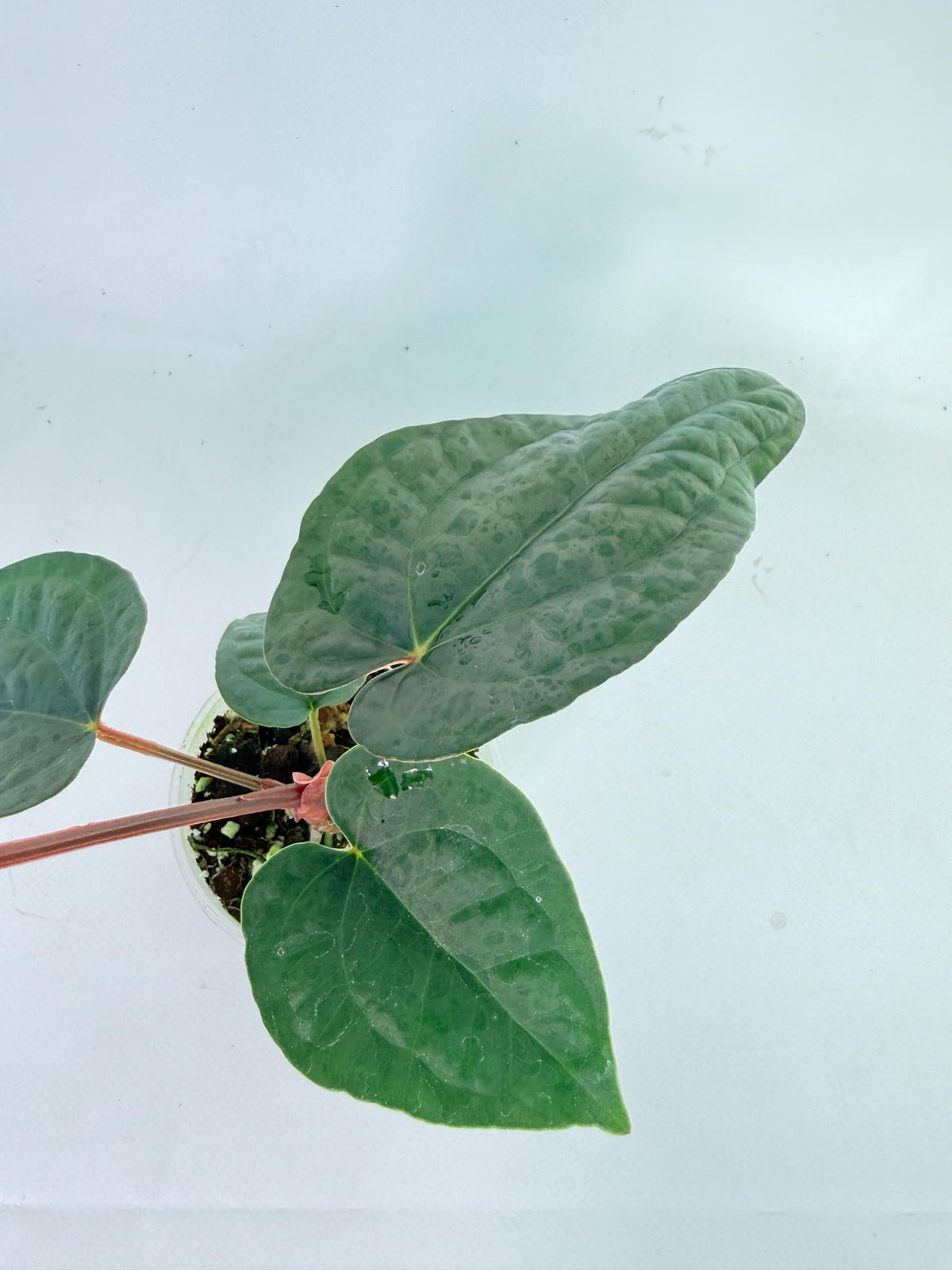 Anthurium Ace of Spades x Luxurians 6