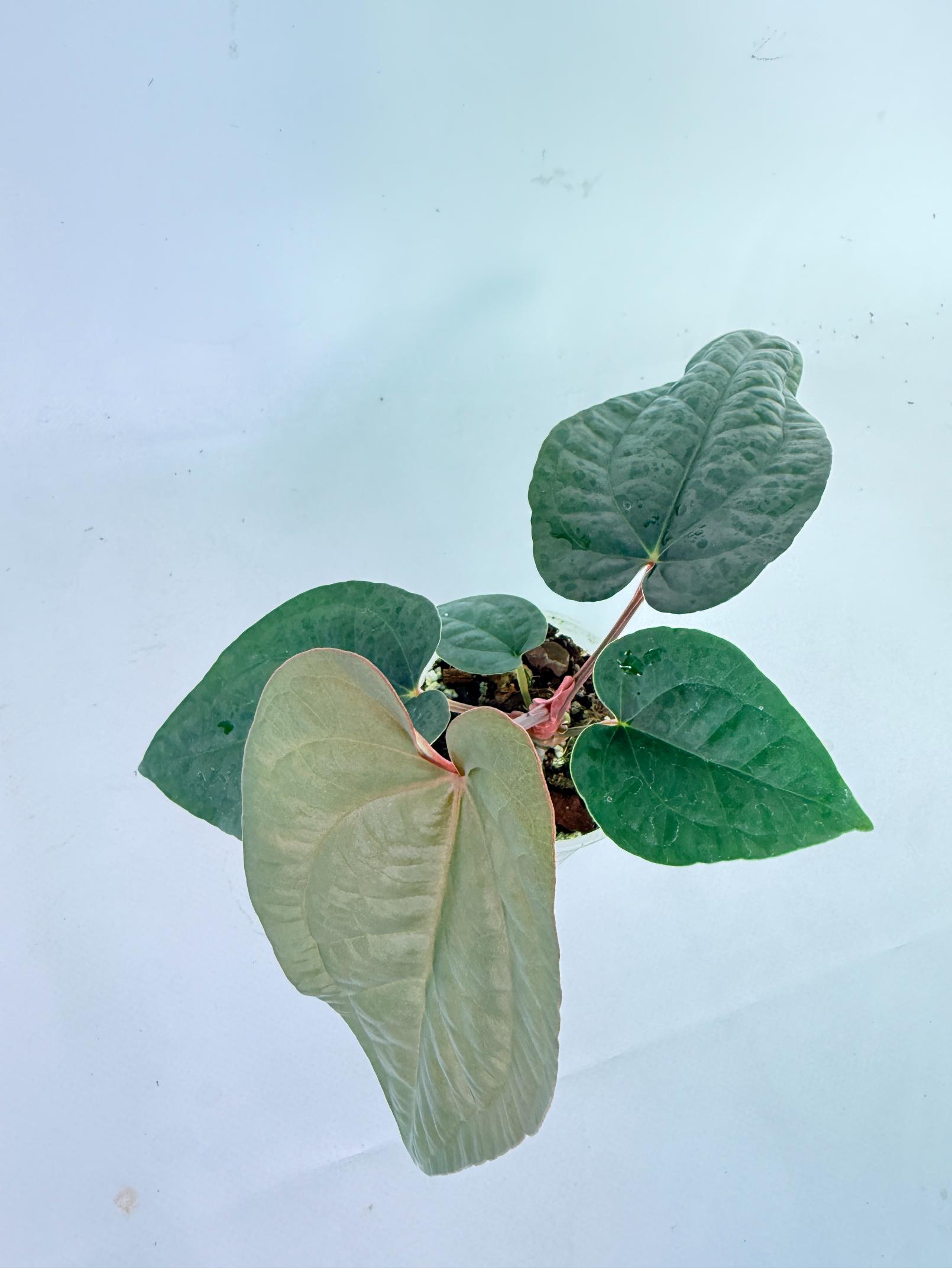 Anthurium Ace of Spades x Luxurians 8