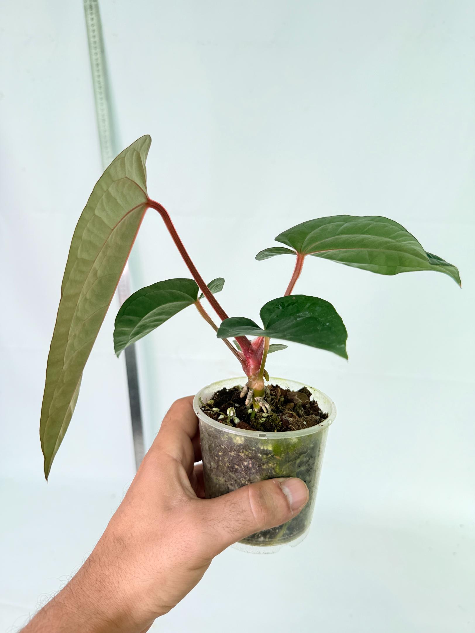Anthurium Ace of Spades x Luxurians 7